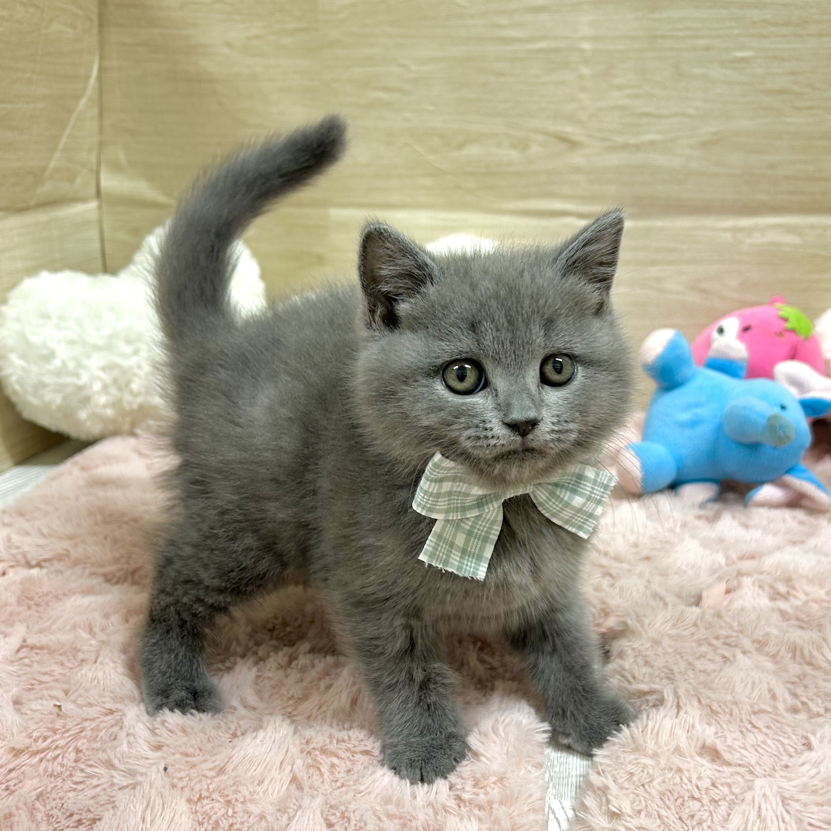 大阪府のブリティッシュショートヘアー (犬の家＆猫の里そよら東岸和田店/2025年9月28日生まれ/女の子/ブルー)の子猫の3枚目の画像