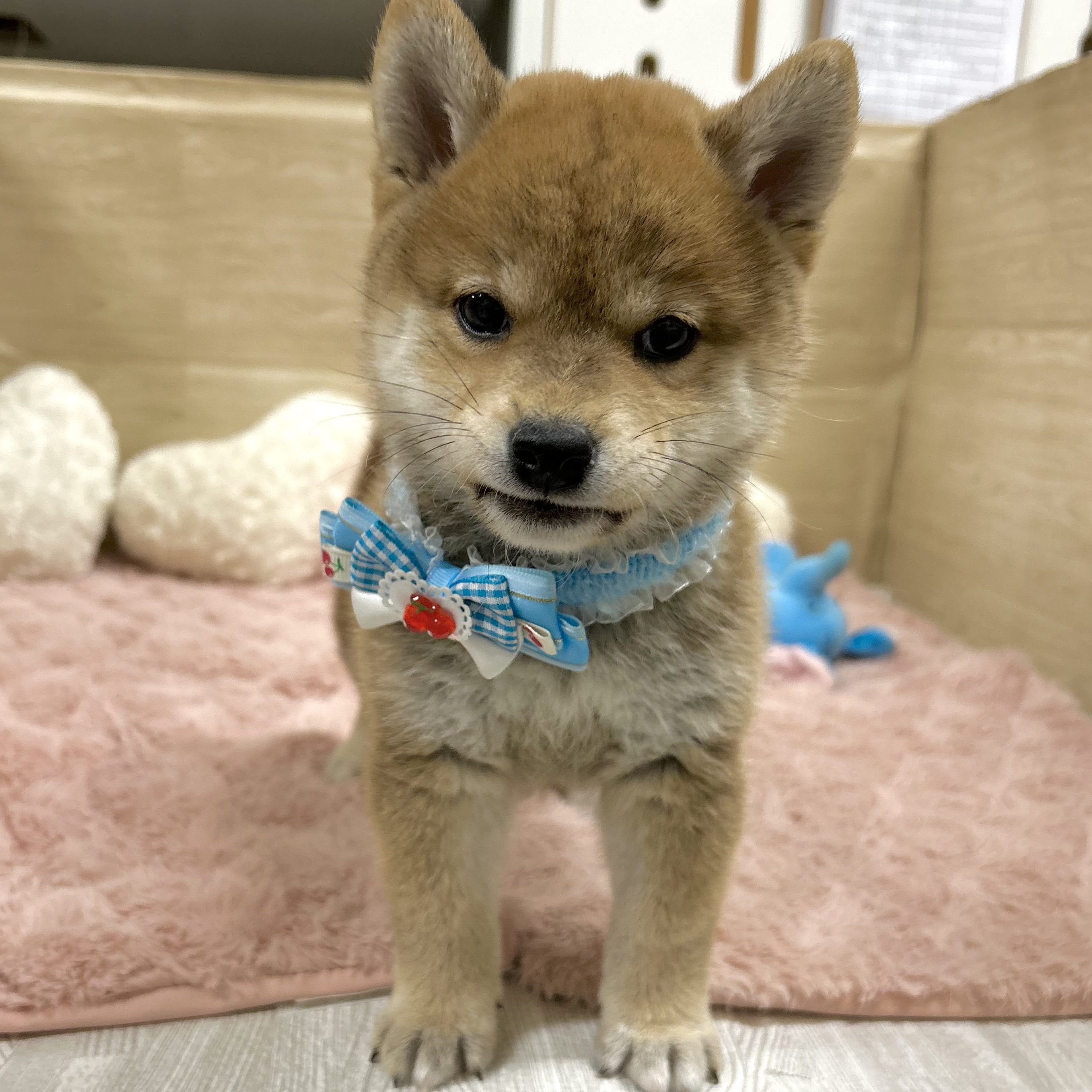 大阪府の柴犬(標準サイズ) (犬の家＆猫の里そよら東岸和田店/2025年9月20日生まれ/女の子/赤)の子犬の3枚目の画像