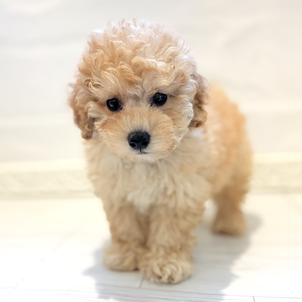 愛知県のトイプードル(トイ) (犬の家＆猫の里春日井本店/2026年7月31日生まれ/男の子/アプリコット)の子犬の3枚目の画像