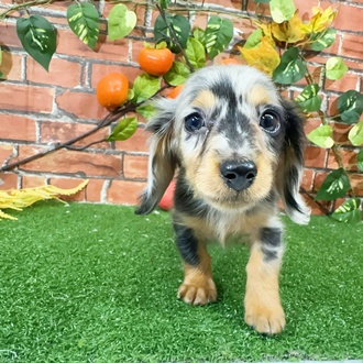 神奈川県のミニチュアダックスフンド(ロング) (犬の家＆猫の里小田原店/2025年9月21日生まれ/女の子/シルバーダップル)の子犬