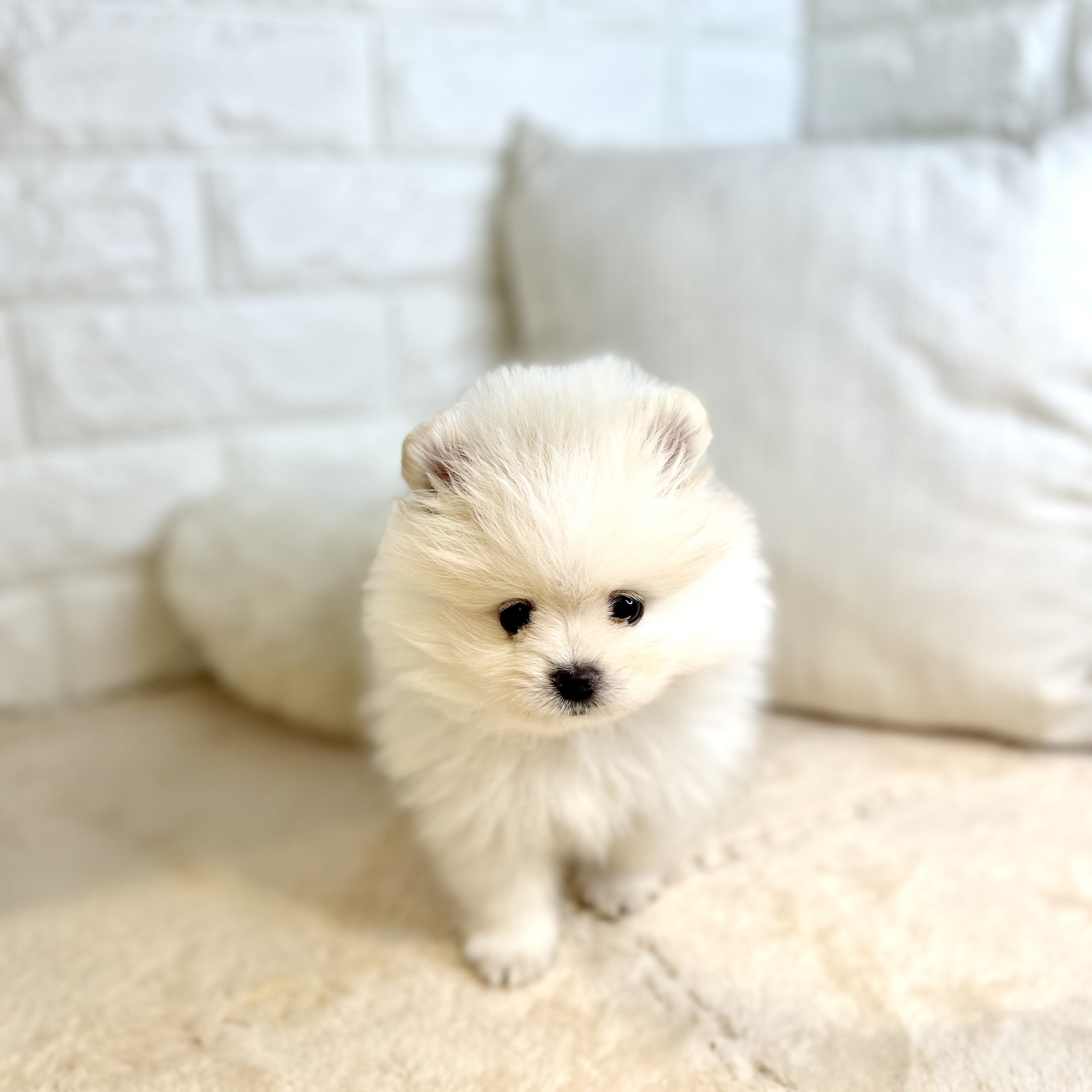 東京都のポメラニアン (犬の家＆猫の里新宿店/2026年1月26日生まれ/男の子/ホワイト)の子犬の3枚目の画像
