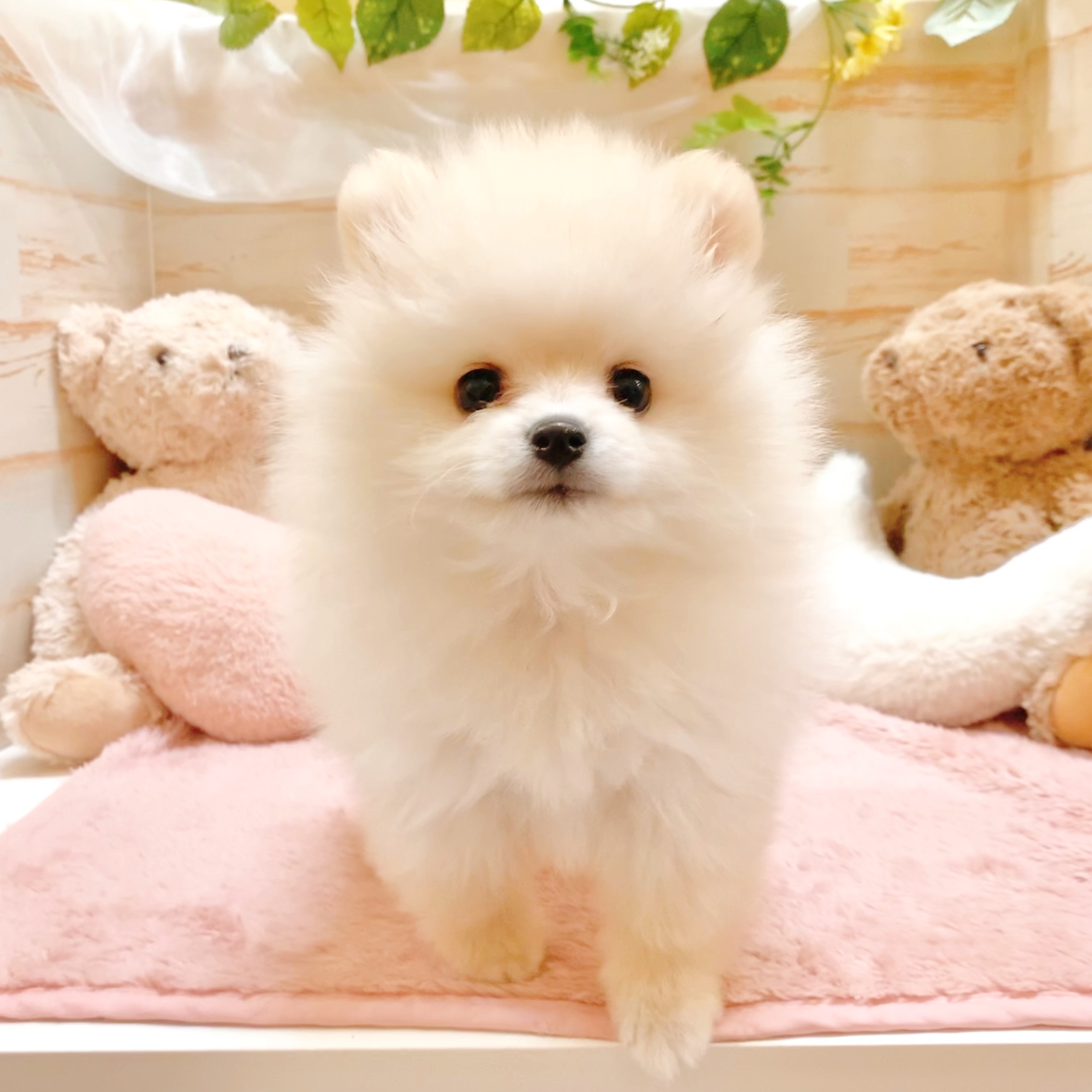 兵庫県のポメラニアン (犬の家＆猫の里神戸店/2026年1月28日生まれ/男の子/クリーム)の子犬の3枚目の画像