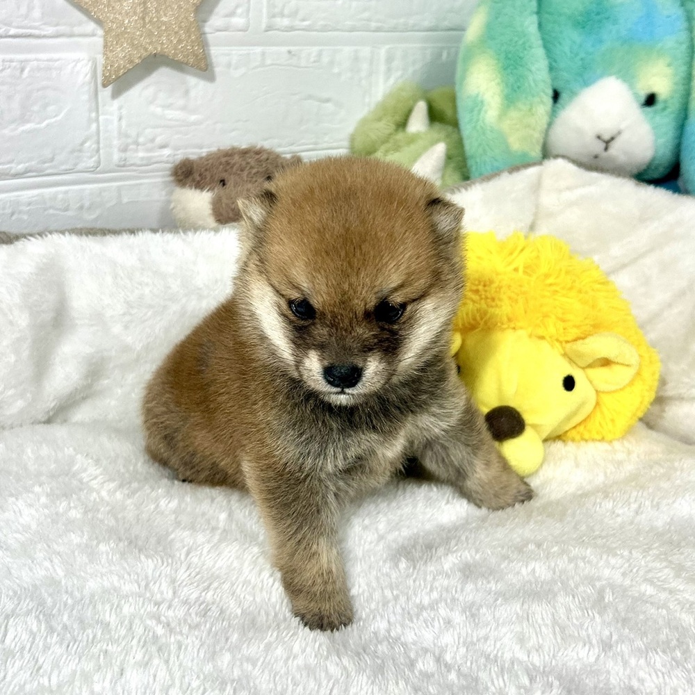 兵庫県の豆柴 (犬の家＆猫の里ニッケパークタウン加古川店/2025年12月13日生まれ/男の子/赤)の子犬の3枚目の画像