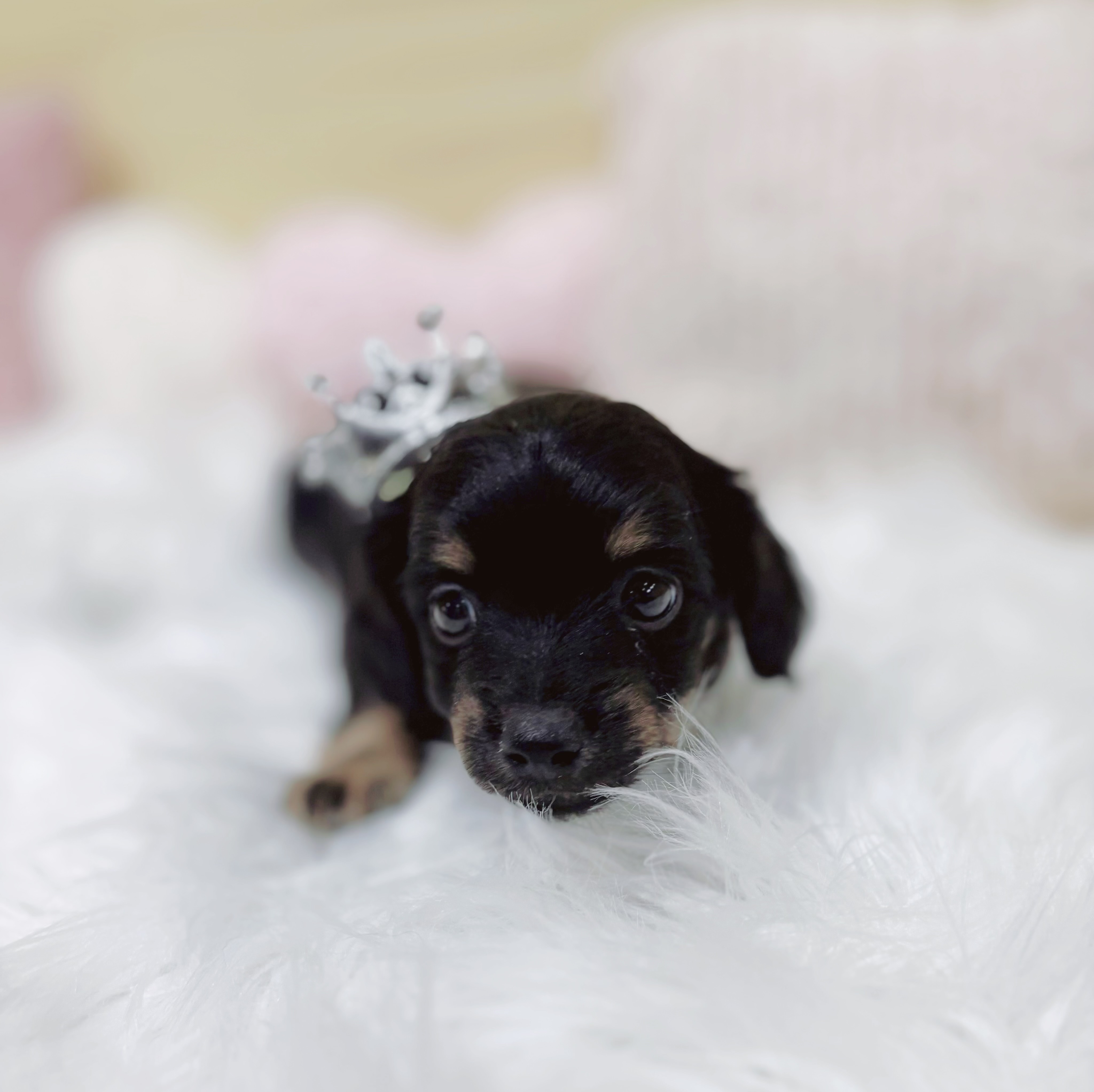 神奈川県のチワックス(チワワ×ダックス) (犬の家＆猫の里元住吉ブレーメン通り店/2026年1月26日生まれ/男の子/ブラックタン)の子犬の3枚目の画像