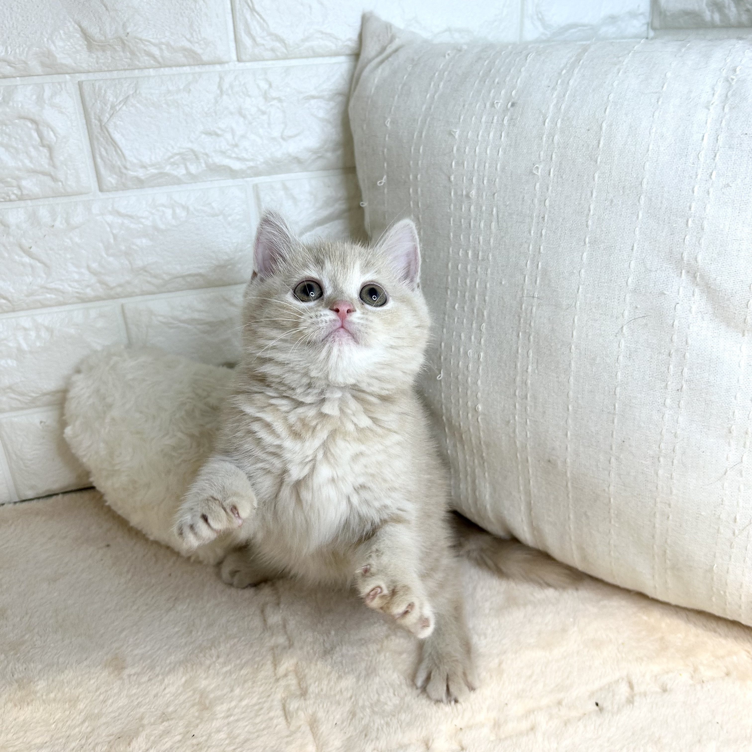 東京都のスコティッシュフォールド (犬の家＆猫の里新宿店/2026年1月25日生まれ/女の子/クリームタビー)の子猫の3枚目の画像