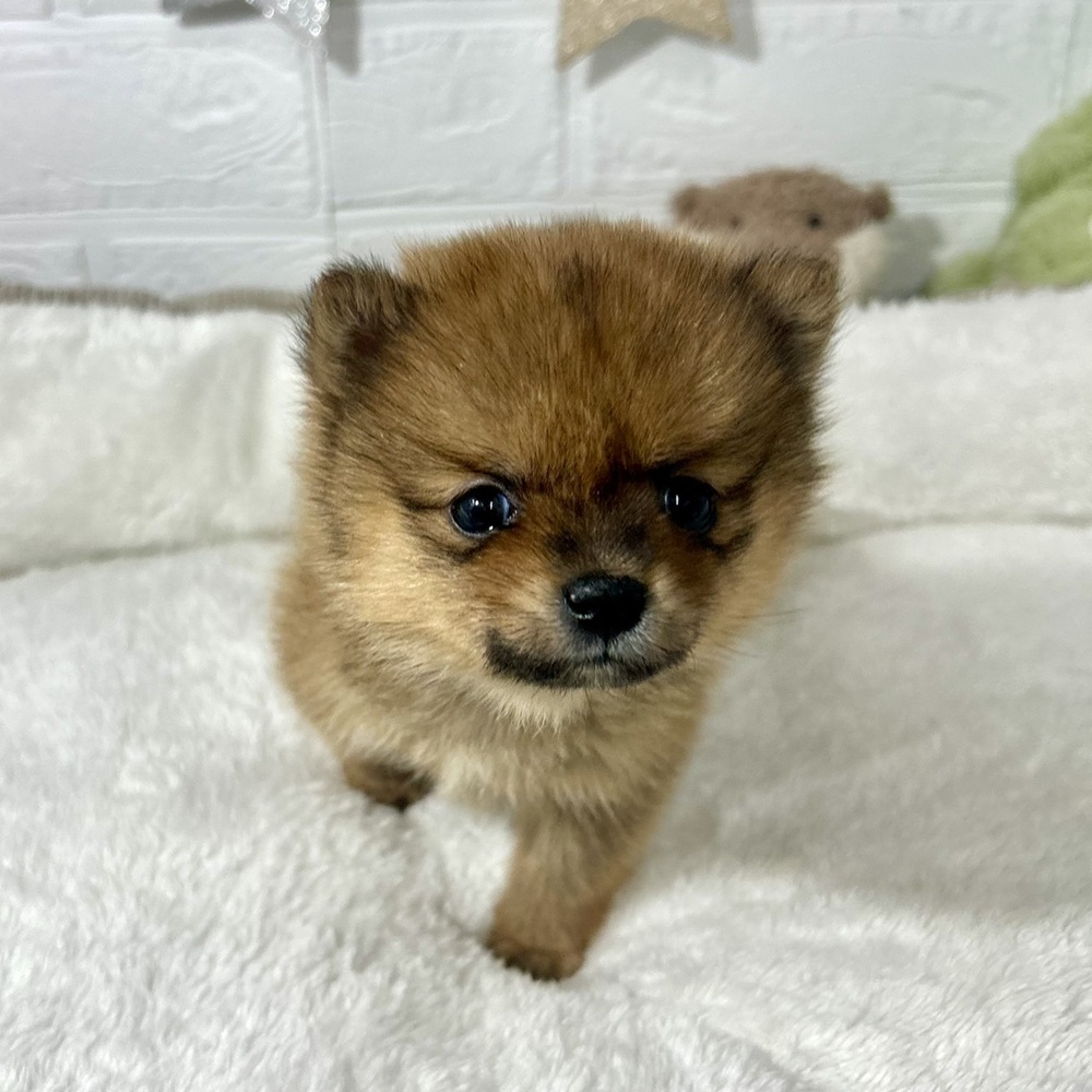 兵庫県のポメ柴/豆ポメ/ポメ豆柴(ポメラニアン×柴犬) (犬の家＆猫の里ニッケパークタウン加古川店/2025年12月14日生まれ/女の子/オレンジ)の子犬の3枚目の画像