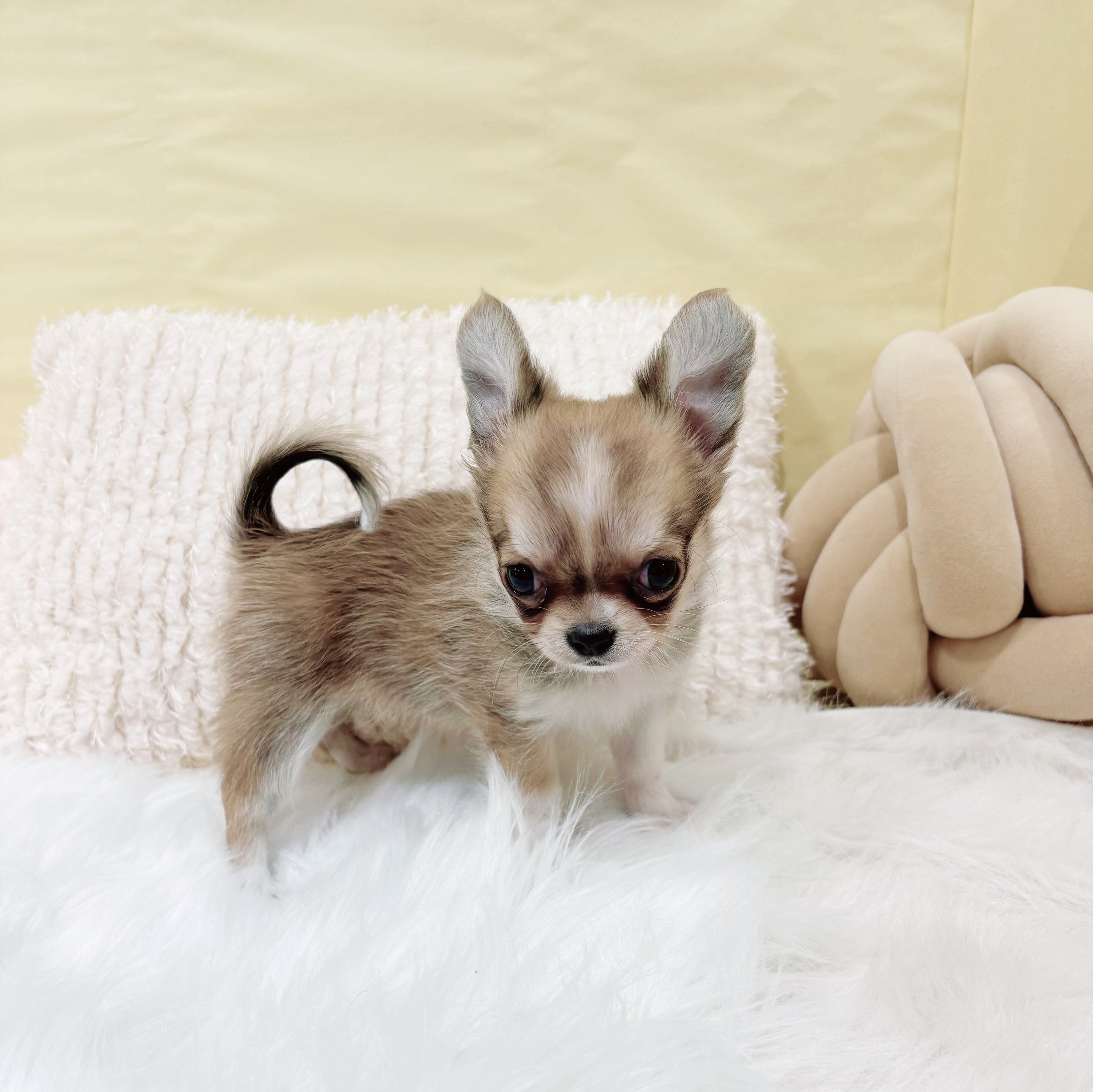 神奈川県のチワワ(ロング) (犬の家＆猫の里元住吉ブレーメン通り店/2026年1月27日生まれ/女の子/レッドホワイト)の子犬の3枚目の画像