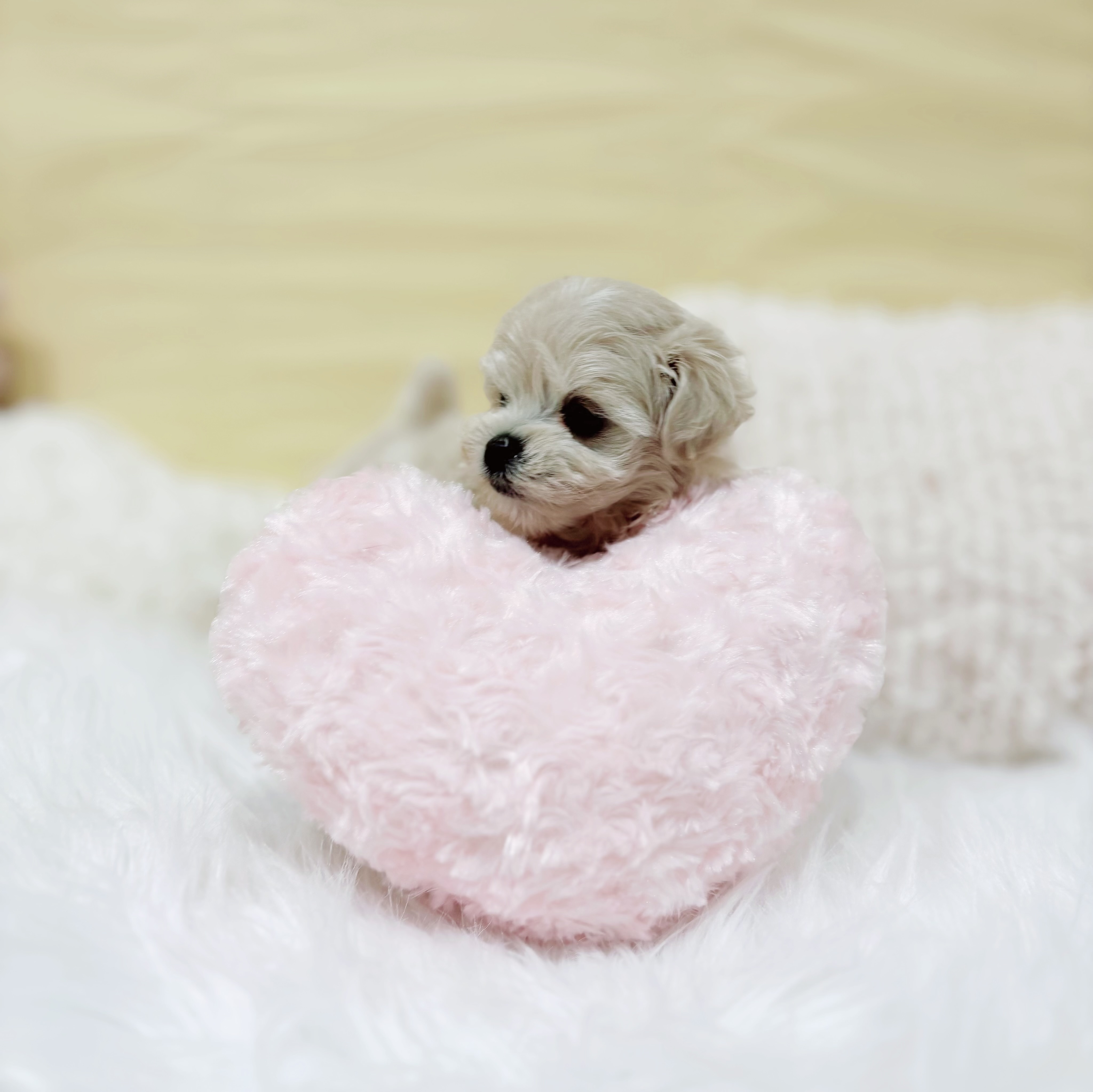 神奈川県のマルプー(マルチーズ×プードル) (犬の家＆猫の里元住吉ブレーメン通り店/2026年1月27日生まれ/男の子/アプリコット)の子犬の3枚目の画像