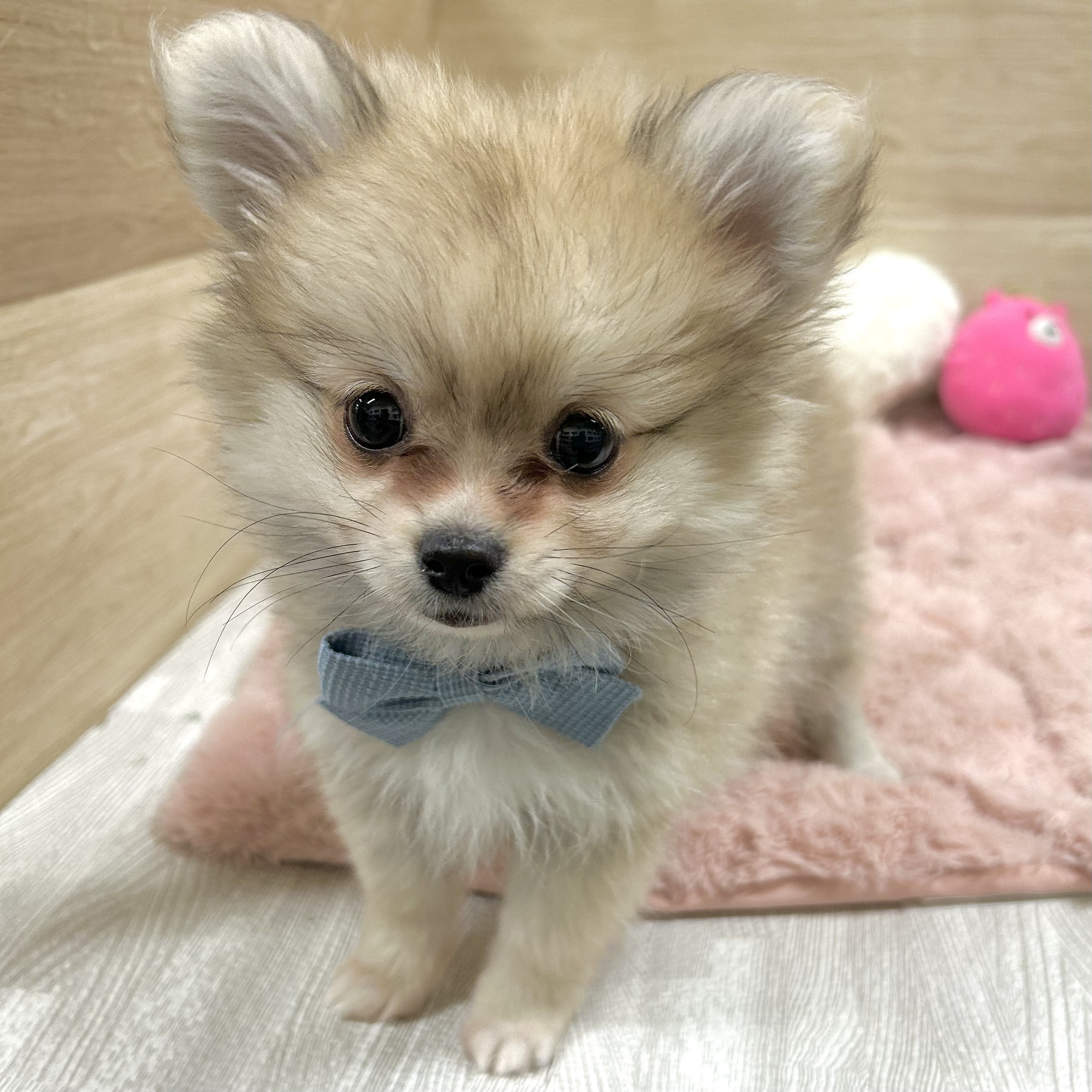 大阪府のポメチワ/チワポメ/ポメチー(ポメラニアン×チワワ) (犬の家＆猫の里そよら東岸和田店/2025年9月29日生まれ/女の子/フォーン)の子犬の3枚目の画像