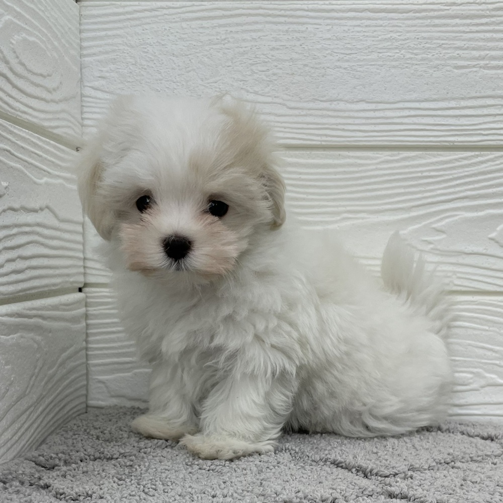 愛知県のマルチーズ (犬の家＆猫の里七宝店/2026年1月2日生まれ/女の子/ホワイト)の子犬の3枚目の画像