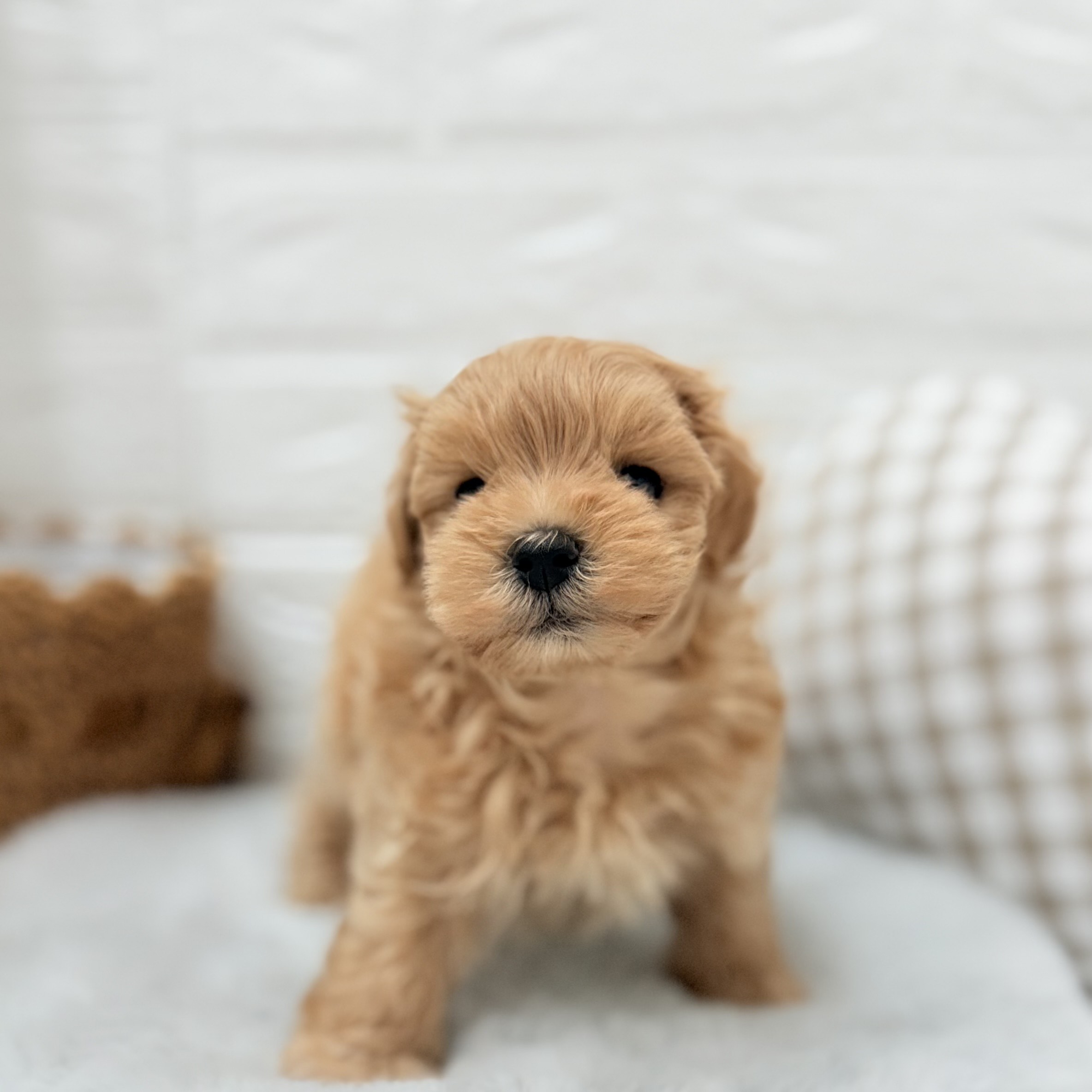 愛知県のマルプー(マルチーズ×プードル) (犬の家＆猫の里豊川インター店/2025年6月8日生まれ/男の子/アプリコット)の子犬の3枚目の画像