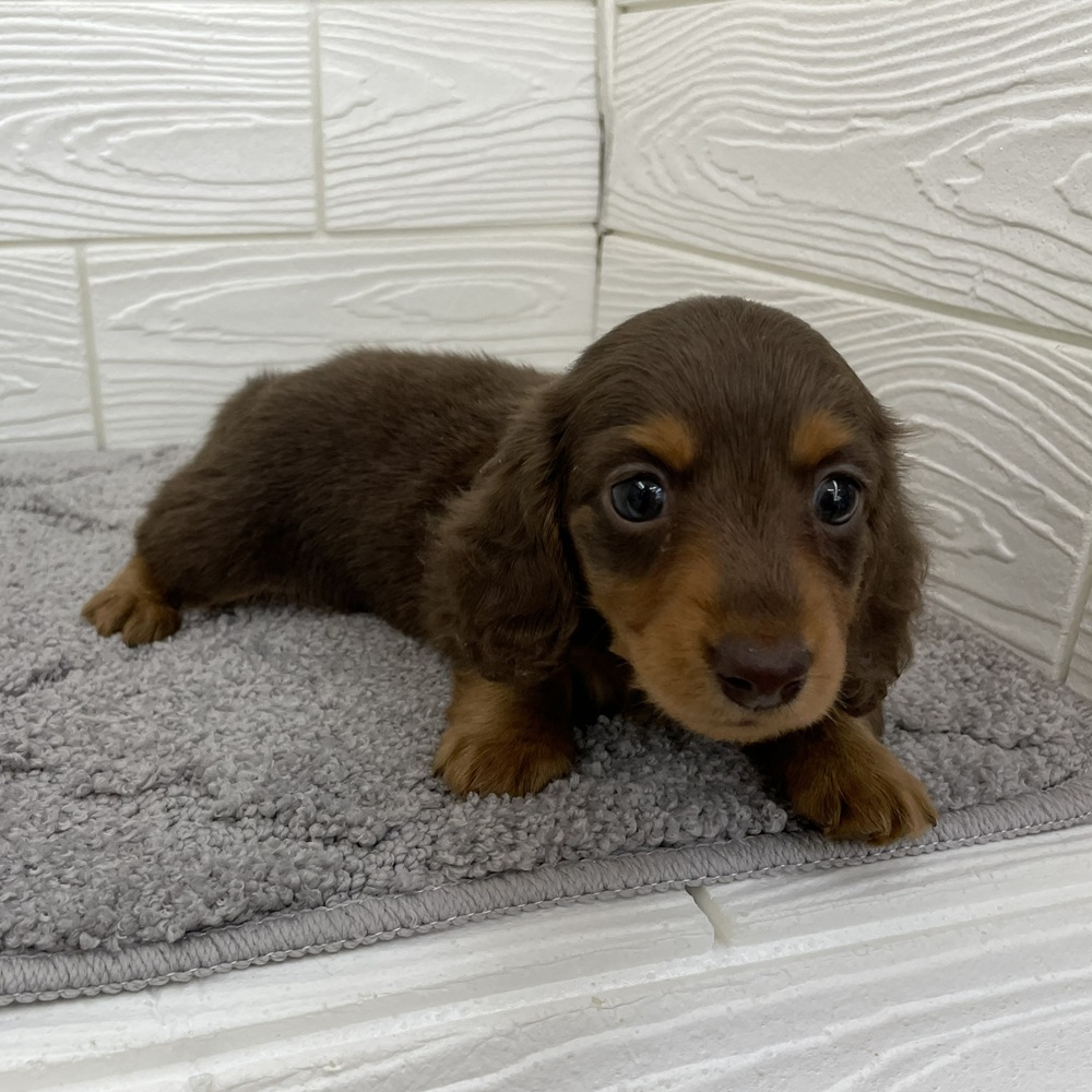 愛知県のミニチュアダックスフンド(ロング) (犬の家＆猫の里七宝店/2026年1月4日生まれ/男の子/チョコレートタン)の子犬の3枚目の画像