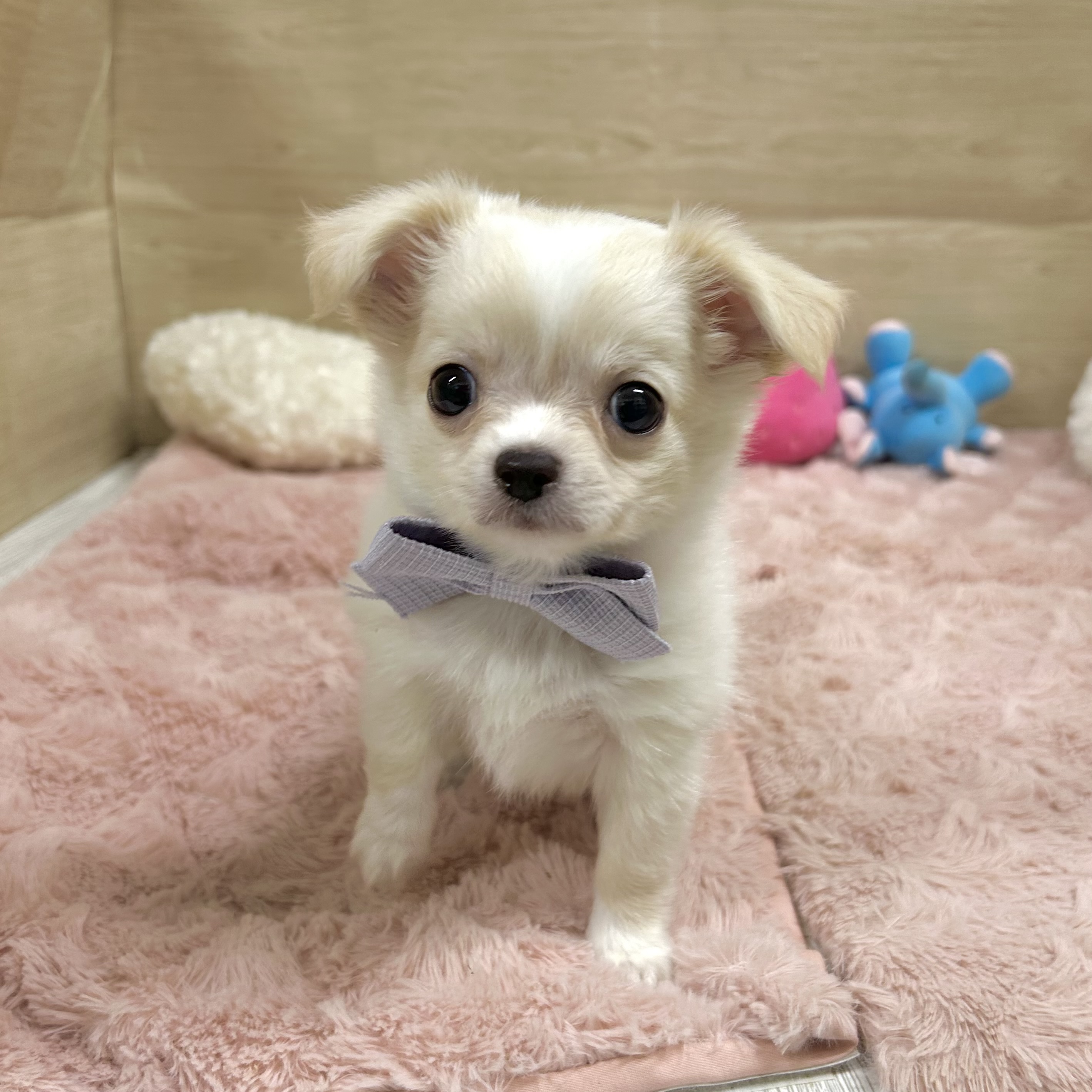 大阪府のチワワ(ロング) (犬の家＆猫の里そよら東岸和田店/2025年10月1日生まれ/男の子/クリーム)の子犬の3枚目の画像