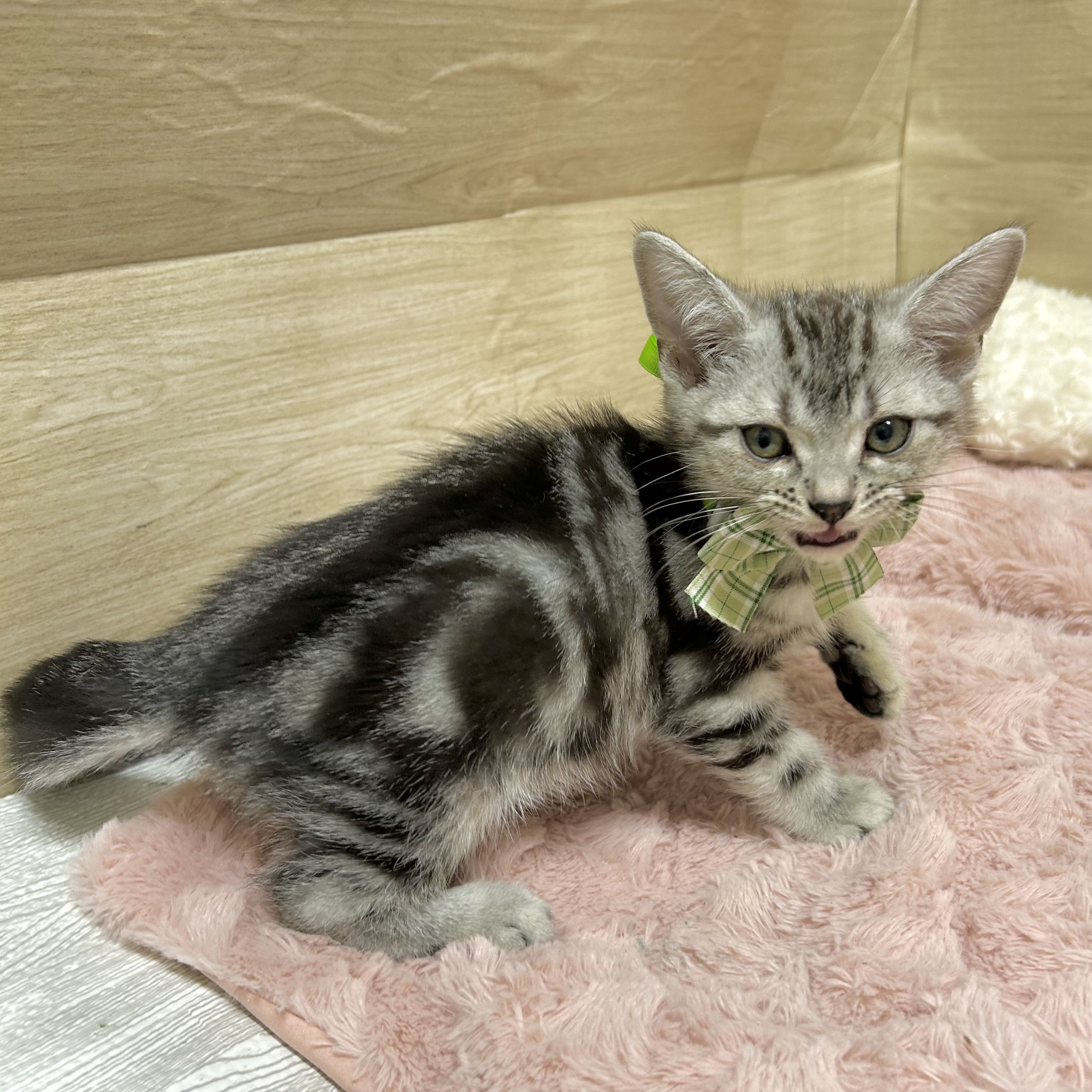 大阪府のアメリカンショートヘアー (犬の家＆猫の里そよら東岸和田店/2025年10月3日生まれ/男の子/シルバータビー)の子猫の3枚目の画像