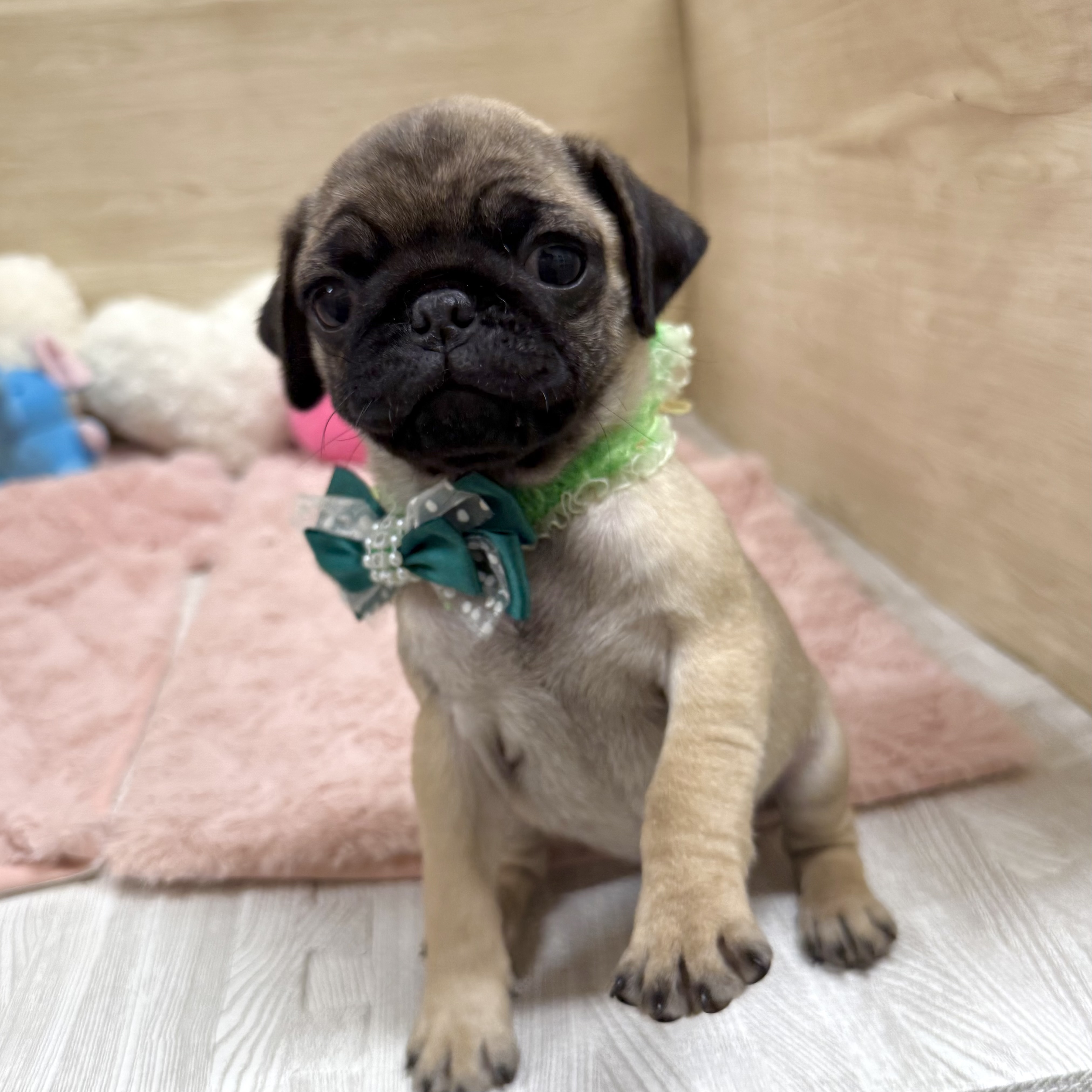 大阪府のパグ (犬の家＆猫の里そよら東岸和田店/2025年10月18日生まれ/女の子/フォーン)の子犬の3枚目の画像