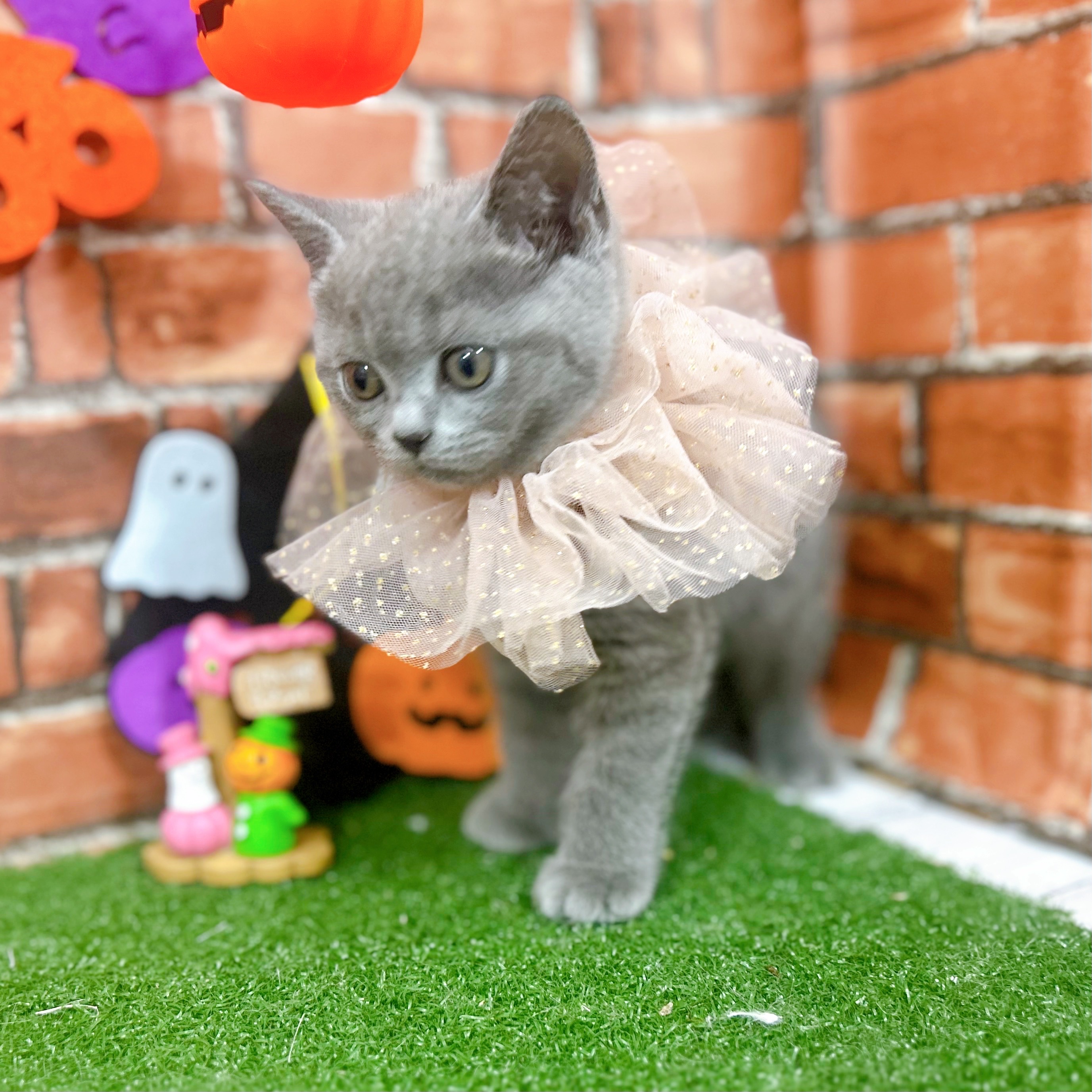 神奈川県のブリティッシュショートヘアー (犬の家＆猫の里小田原店/2025年8月14日生まれ/女の子/ブルー)の子猫の3枚目の画像