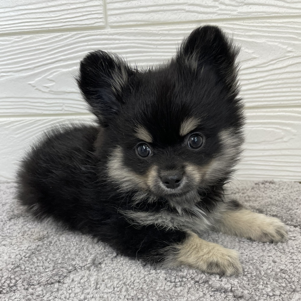 愛知県のポメチワ/チワポメ/ポメチー(ポメラニアン×チワワ) (犬の家＆猫の里七宝店/2026年1月6日生まれ/男の子/ブラックタンホワイト)の子犬の1枚目の画像