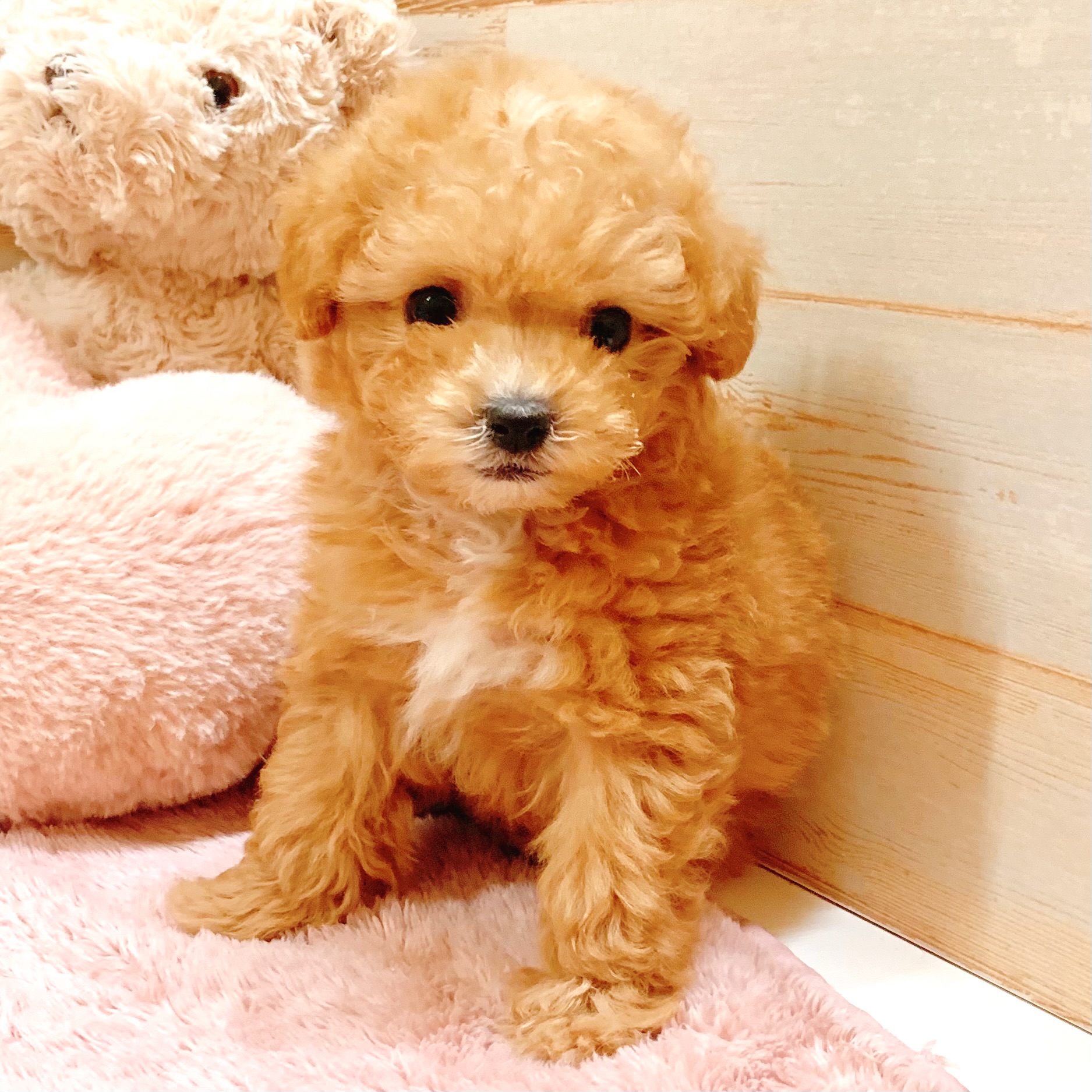 兵庫県のマルプー(マルチーズ×プードル) (犬の家＆猫の里神戸店/2026年2月6日生まれ/女の子/クリーム)の子犬の3枚目の画像