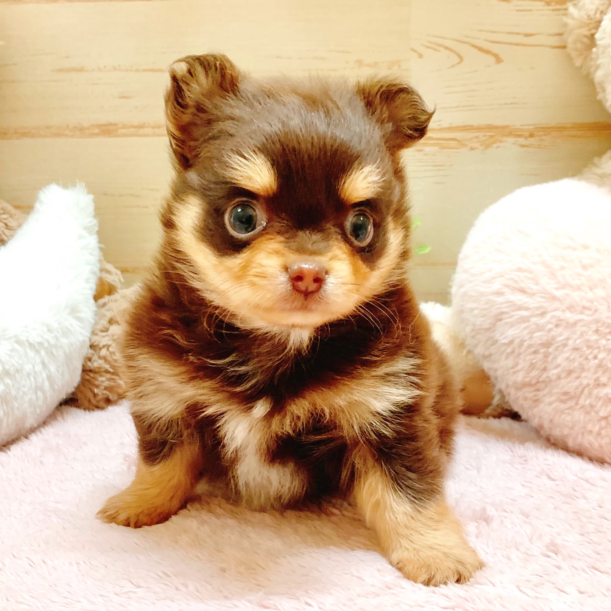 兵庫県のポメチワ/チワポメ/ポメチー(ポメラニアン×チワワ) (犬の家＆猫の里神戸店/2026年2月6日生まれ/男の子/チョコレートタン)の子犬の3枚目の画像