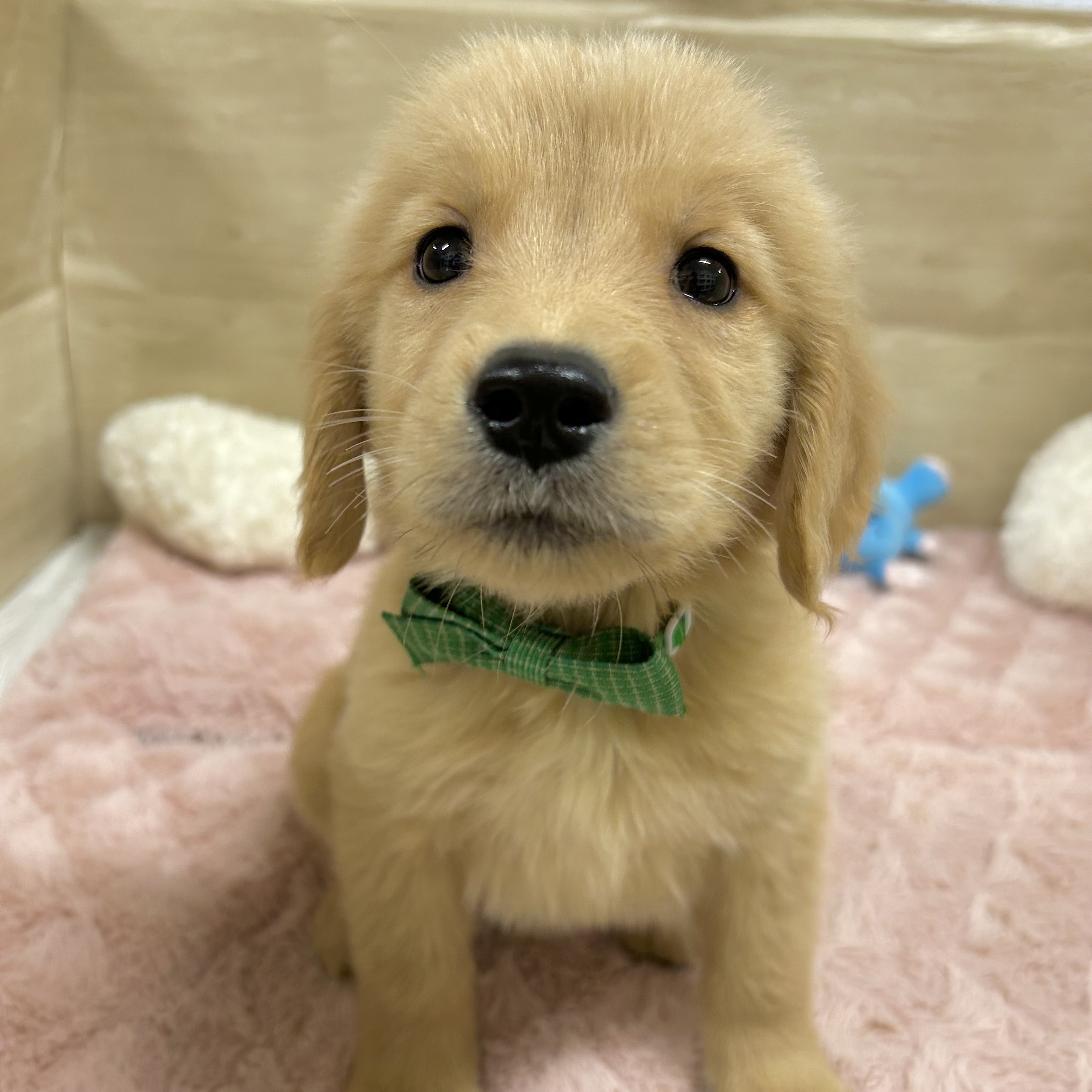 大阪府のゴールデンレトリバー (犬の家＆猫の里そよら東岸和田店/2025年10月3日生まれ/男の子/ゴールデン)の子犬の3枚目の画像