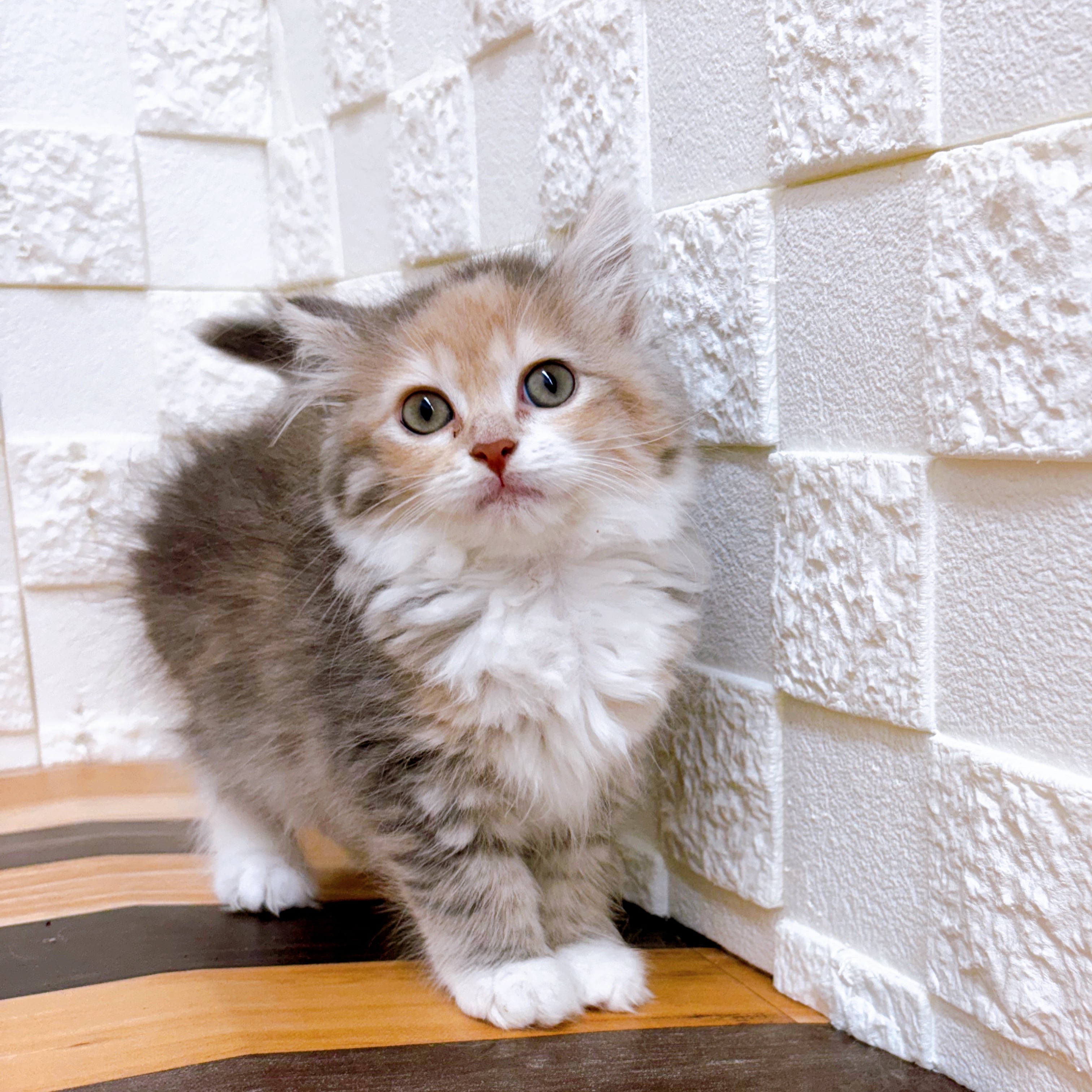 兵庫県のサイベリアン (犬の家＆猫の里尼崎店/2025年5月7日生まれ/女の子/ブルーパッチドタビーホワイト)の子猫の3枚目の画像