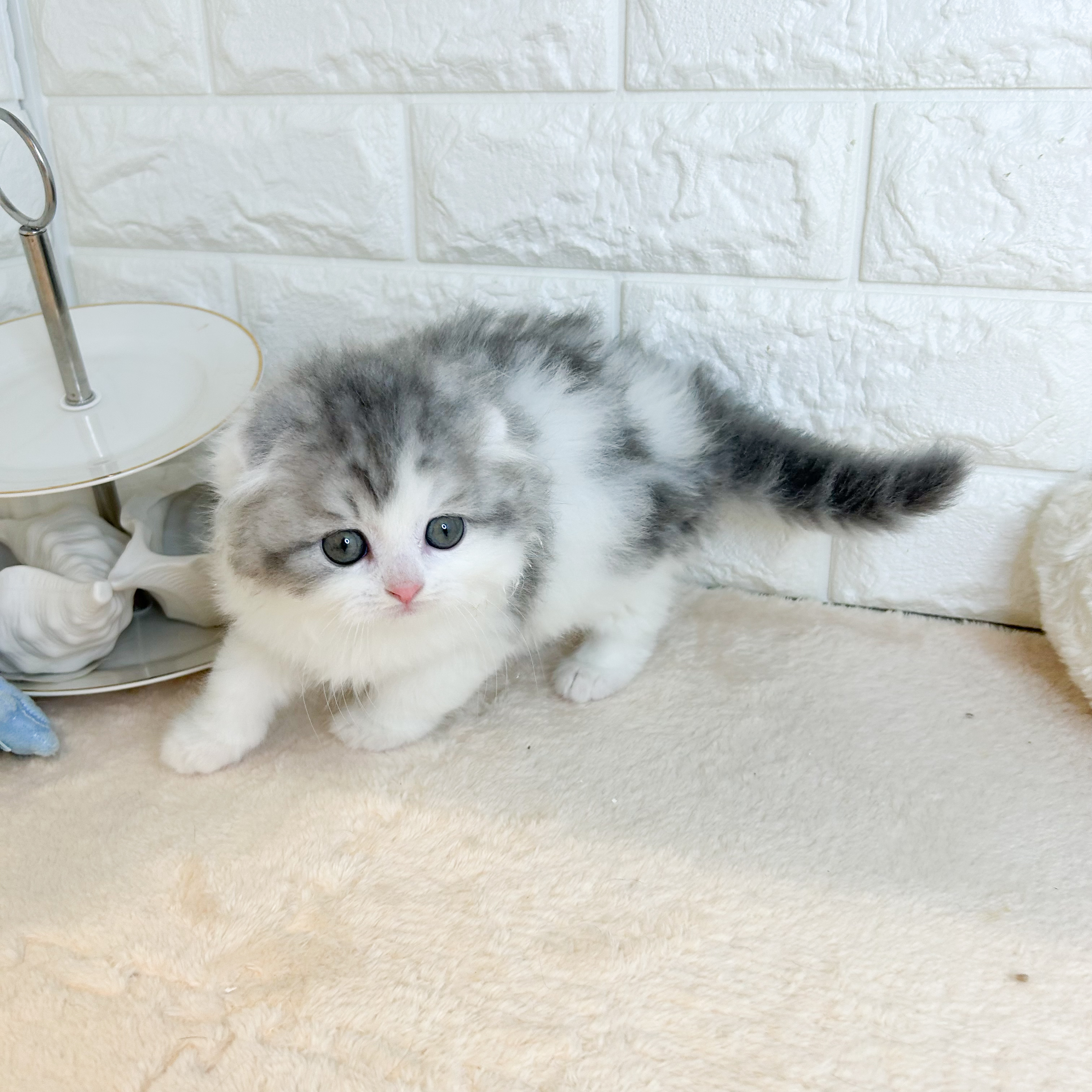 東京都のスコティッシュフォールド (犬の家＆猫の里新宿店/2026年2月2日生まれ/男の子/ブルータビーホワイト)の子猫の3枚目の画像