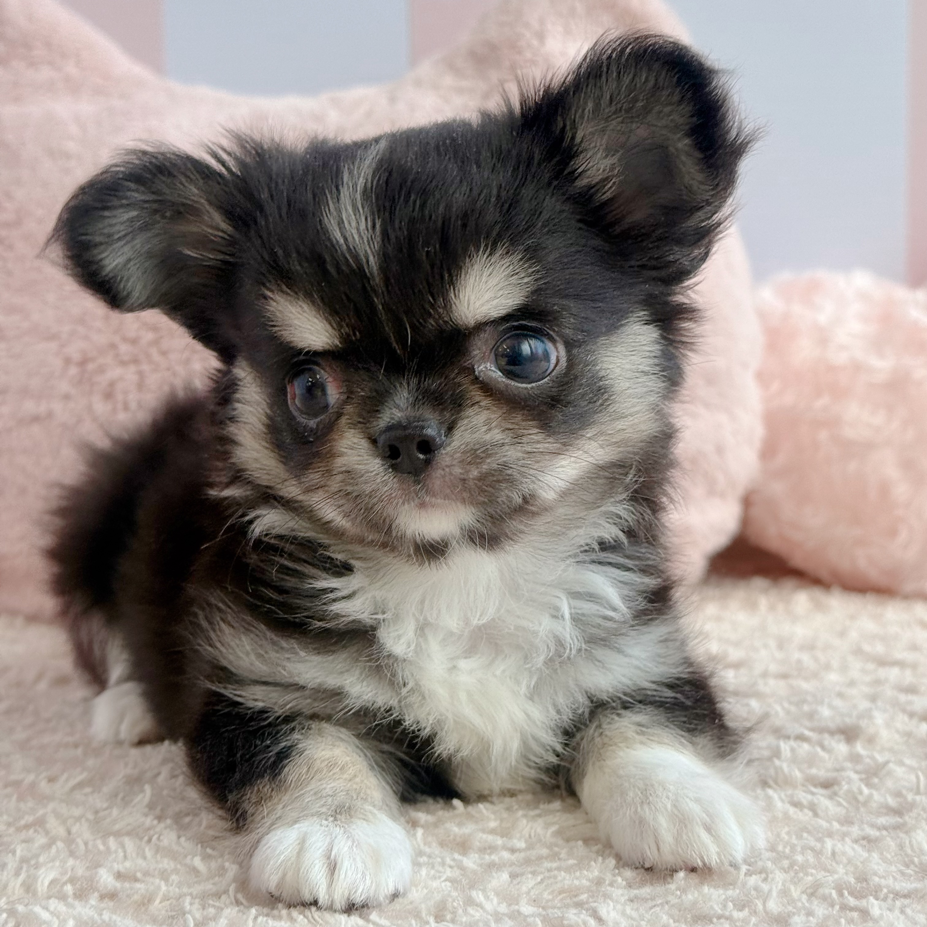 岡山県のチワワ(ロング) (犬の家＆猫の里倉敷中庄店/2026年3月20日生まれ/男の子/ブラッククリームホワイト)の子犬の3枚目の画像