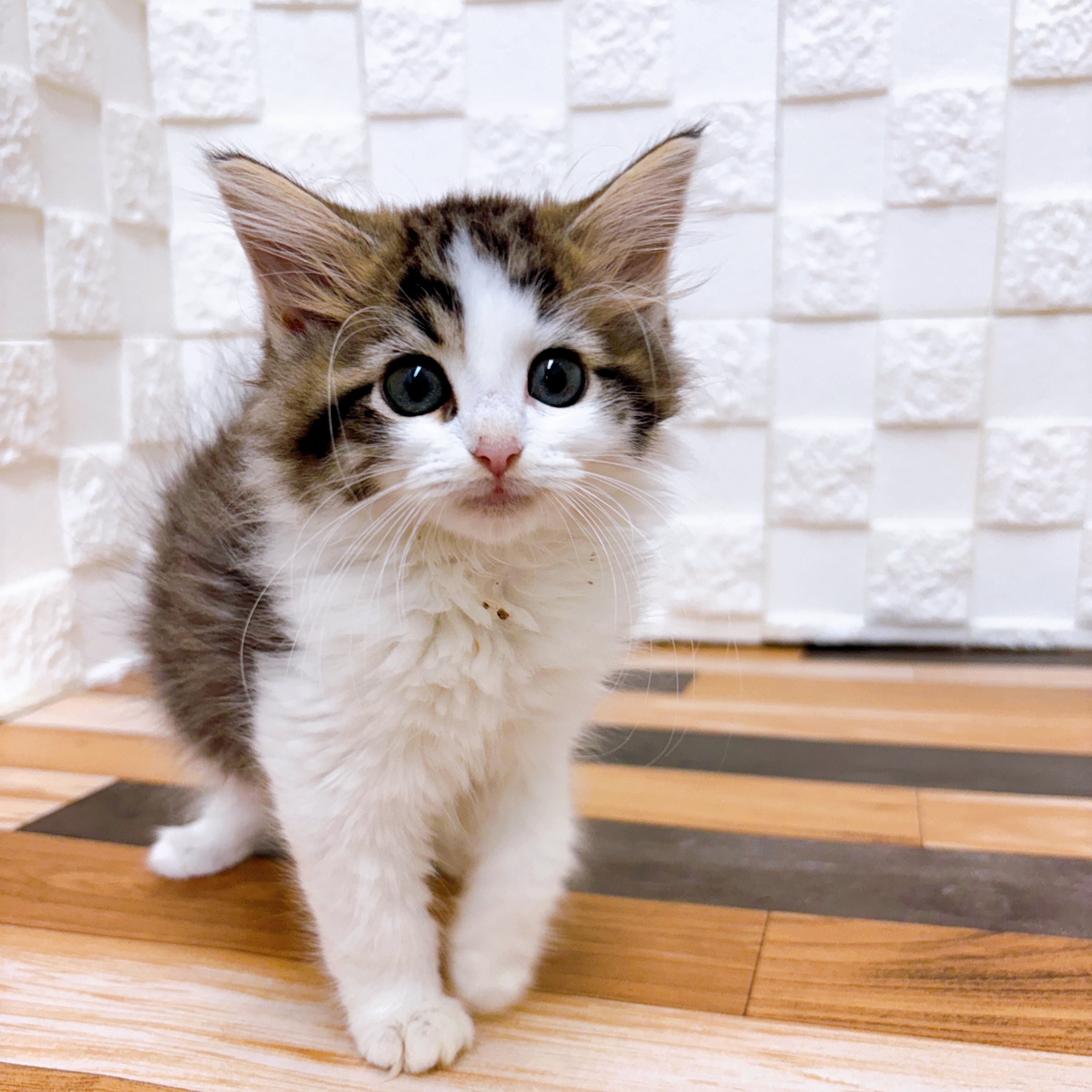 兵庫県のノルウェージャンフォレストキャット (犬の家＆猫の里尼崎店/2025年5月2日生まれ/男の子/ブラウンタビーホワイト)の子猫の3枚目の画像