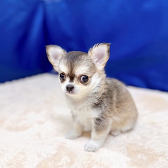 愛知県のチワワ(ロング) (犬の家＆猫の里MEGAドン・キホーテ東海名和店/2025年6月24日生まれ/女の子/セーブルホワイト)の子犬の3枚目の画像