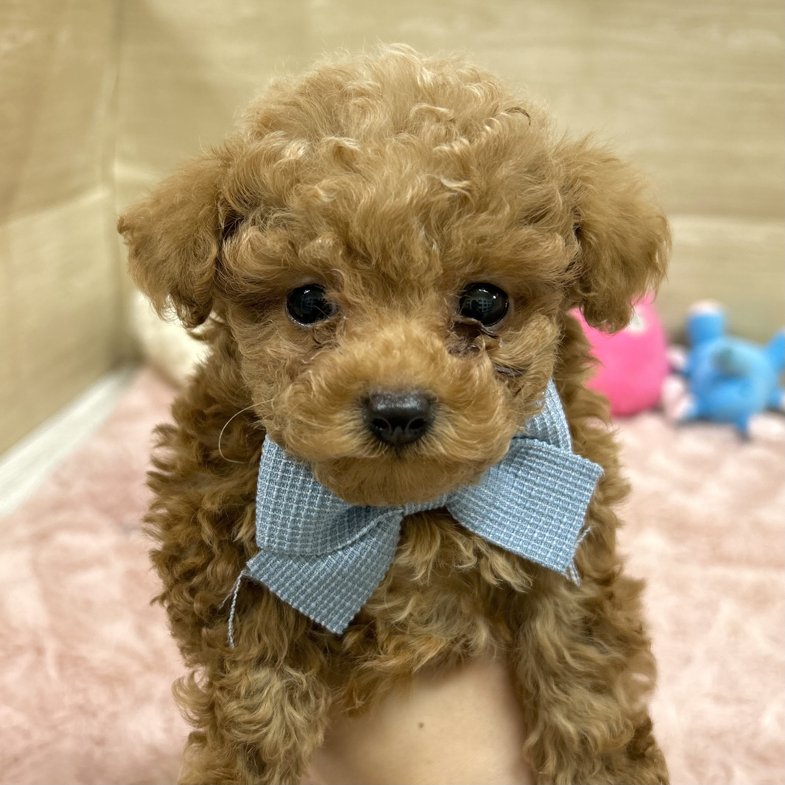 大阪府のトイプードル(タイニー) (犬の家＆猫の里そよら東岸和田店/2025年10月4日生まれ/男の子/レッド)の子犬の3枚目の画像