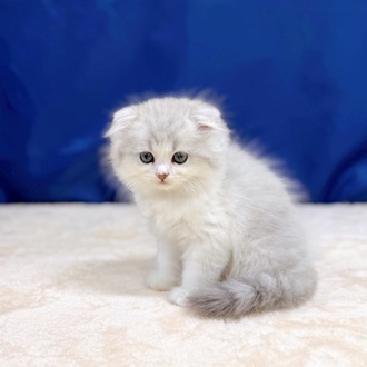 愛知県のスコティッシュフォールド (犬の家＆猫の里一宮店/2025年6月24日生まれ/男の子/シルバータビーホワイト)の子猫の3枚目の画像