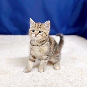 愛知県のスコティッシュストレート (犬の家＆猫の里一宮店/2025年11月16日生まれ/女の子/ブラウンパッチドタビー)の子猫の3枚目の画像