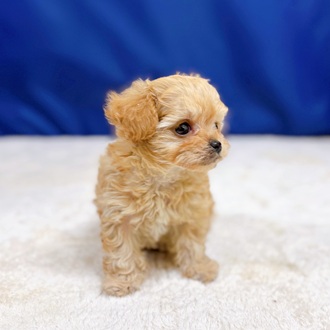 愛知県のチワプー/プーチー(チワワ×プードル) (犬の家＆猫の里一宮店/2025年11月19日生まれ/男の子/アプリコット)の子犬の3枚目の画像