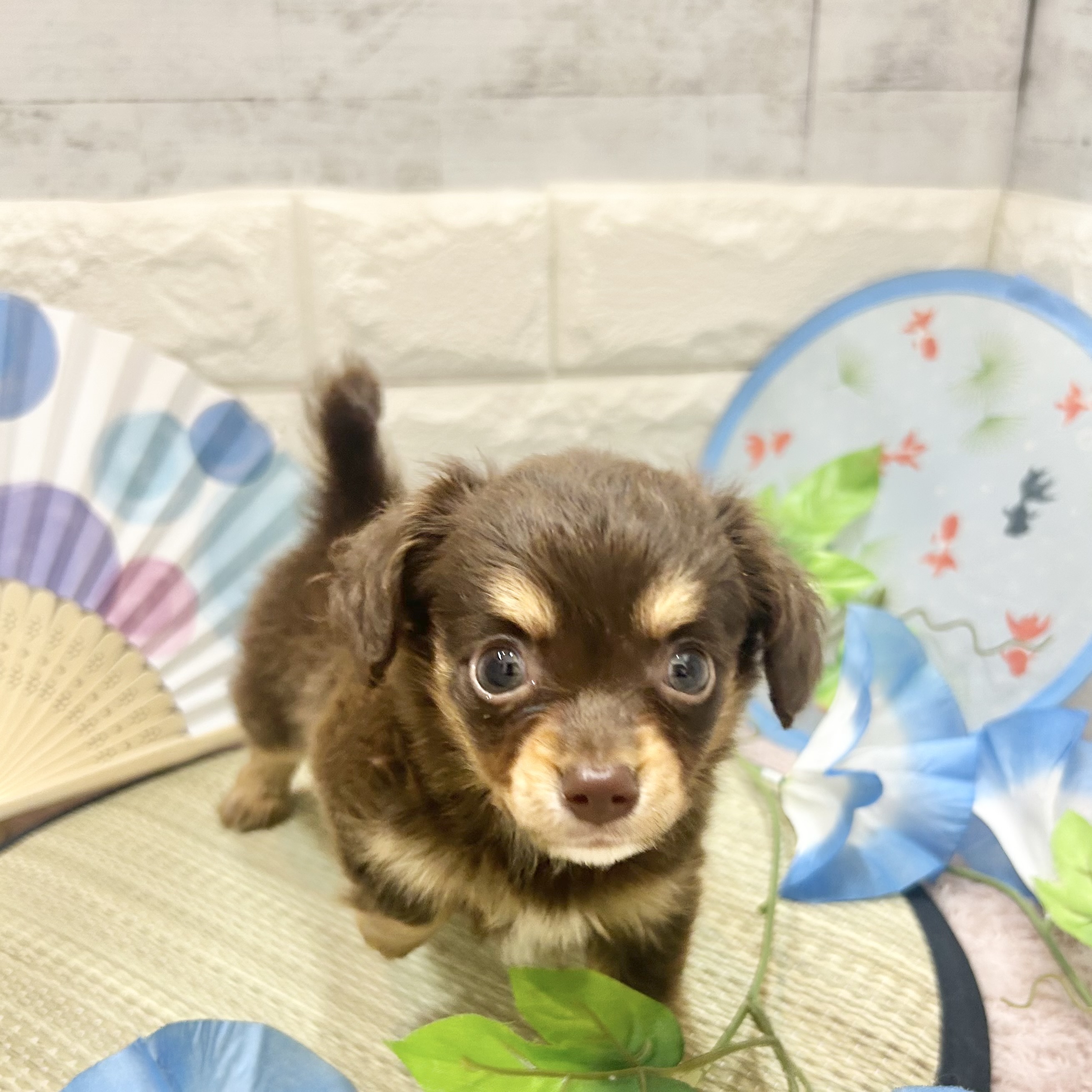 静岡県のチワックス(チワワ×ダックス) (犬の家＆猫の里プレ葉ウォーク浜北店/2026年5月18日生まれ/男の子/チョコレートタン)の子犬の3枚目の画像