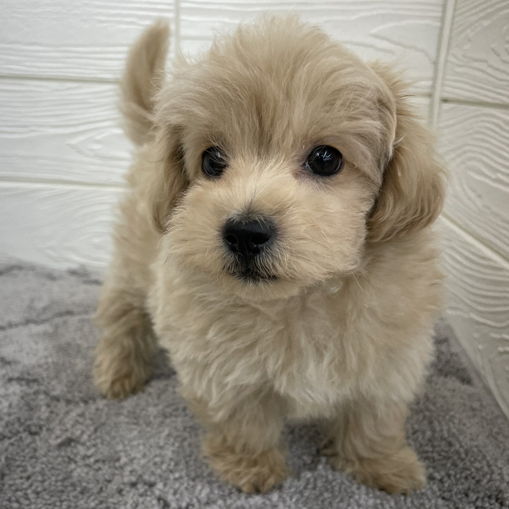 愛知県のマルプー(マルチーズ×プードル) (犬の家＆猫の里七宝店/2026年1月7日生まれ/男の子/クリーム)の子犬の3枚目の画像