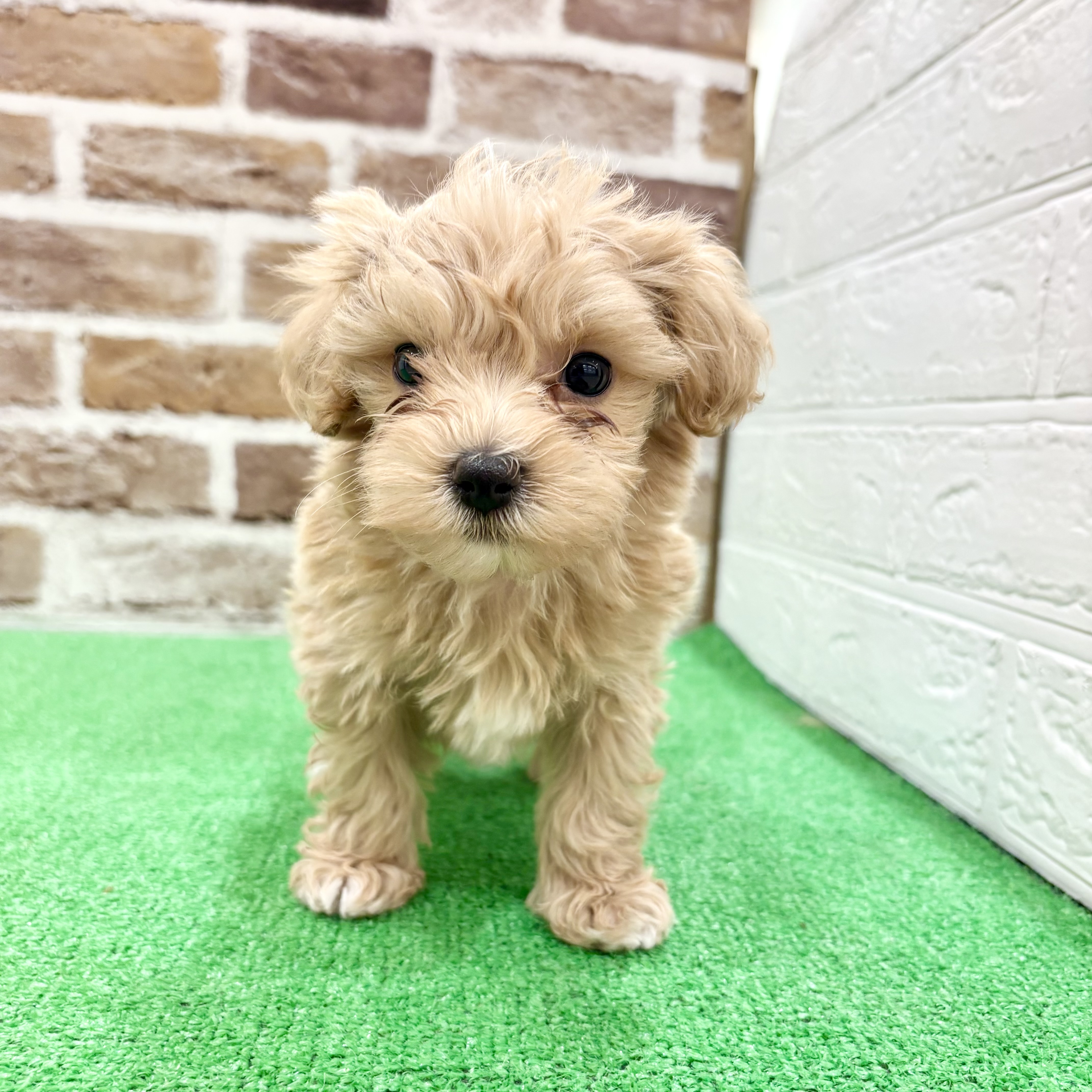 三重県のマルプー(マルチーズ×プードル) (犬の家＆猫の里三重桑名店/2025年12月24日生まれ/男の子/クリーム)の子犬の3枚目の画像