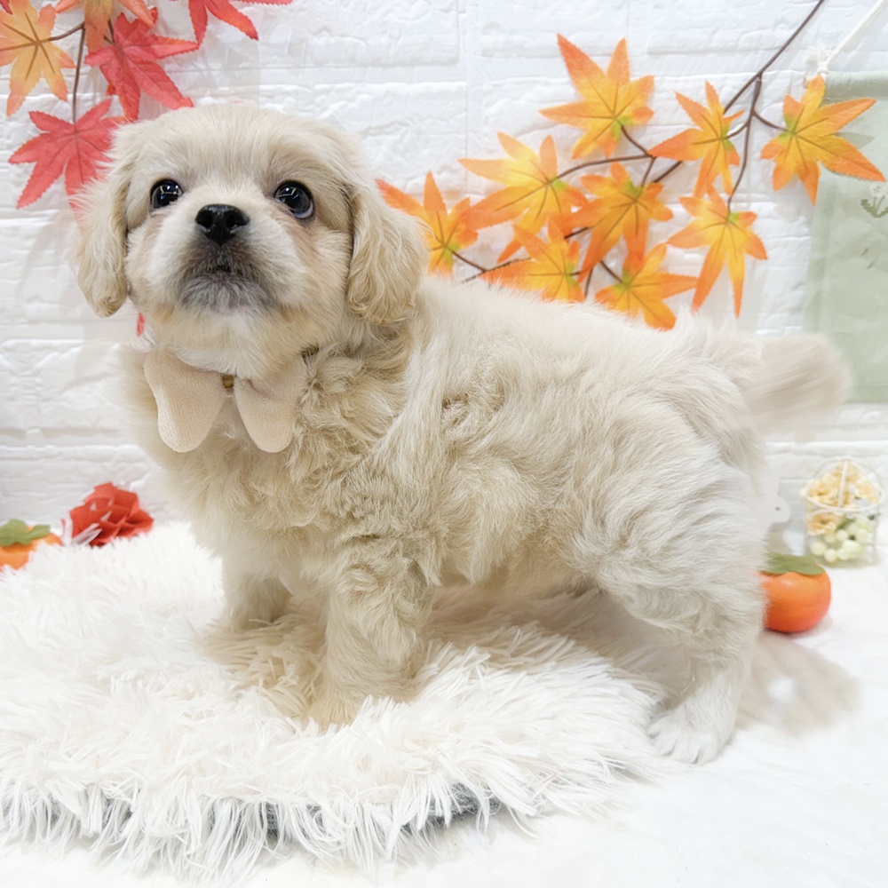 静岡県のペキプー(ペキニーズ×プードル) (犬の家＆猫の里富士店/2025年9月4日生まれ/男の子/クリーム)の子犬の3枚目の画像