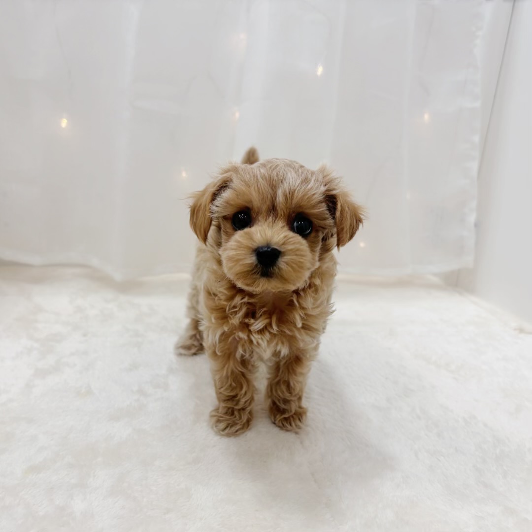 千葉県のマルプー(マルチーズ×プードル) (犬の家＆猫の里BIGHOPガーデンモール印西店/2025年8月3日生まれ/女の子/アプリコット)の子犬