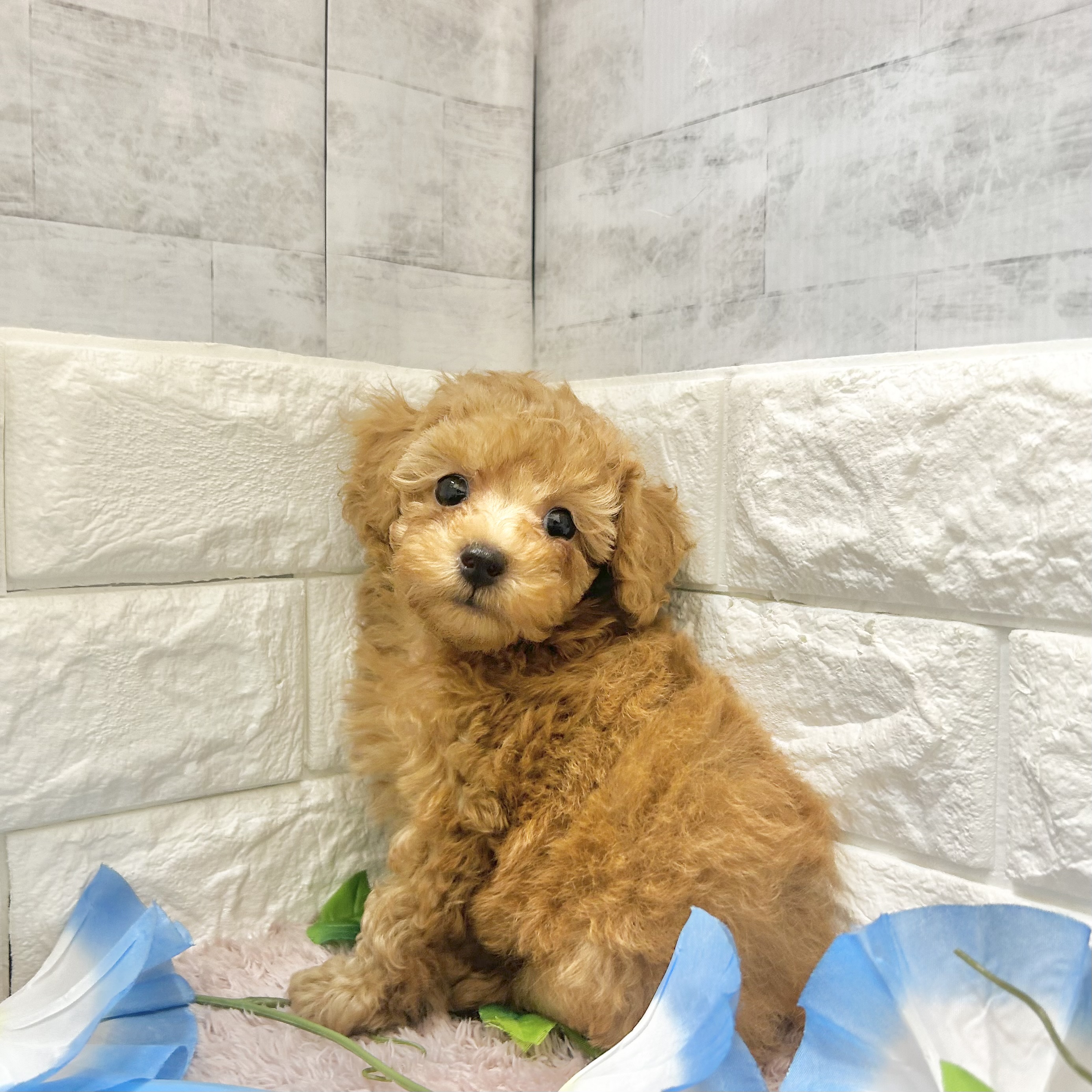 静岡県のトイプードル(トイ) (犬の家＆猫の里プレ葉ウォーク浜北店/2026年5月17日生まれ/男の子/アプリコット)の子犬の3枚目の画像