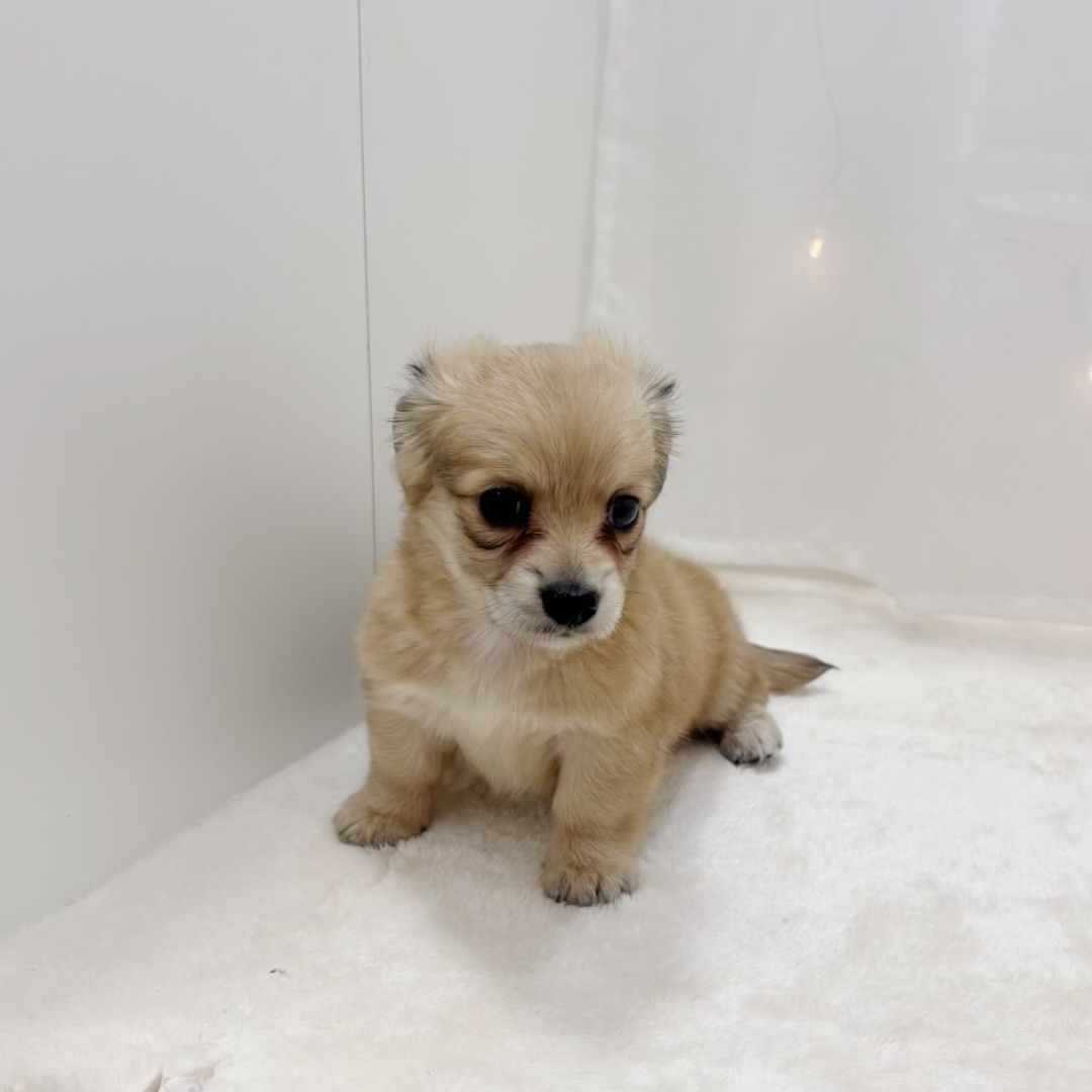 千葉県のチワックス(チワワ×ダックス) (犬の家＆猫の里BIGHOPガーデンモール印西店/2025年8月5日生まれ/女の子/レッド)の子犬の3枚目の画像