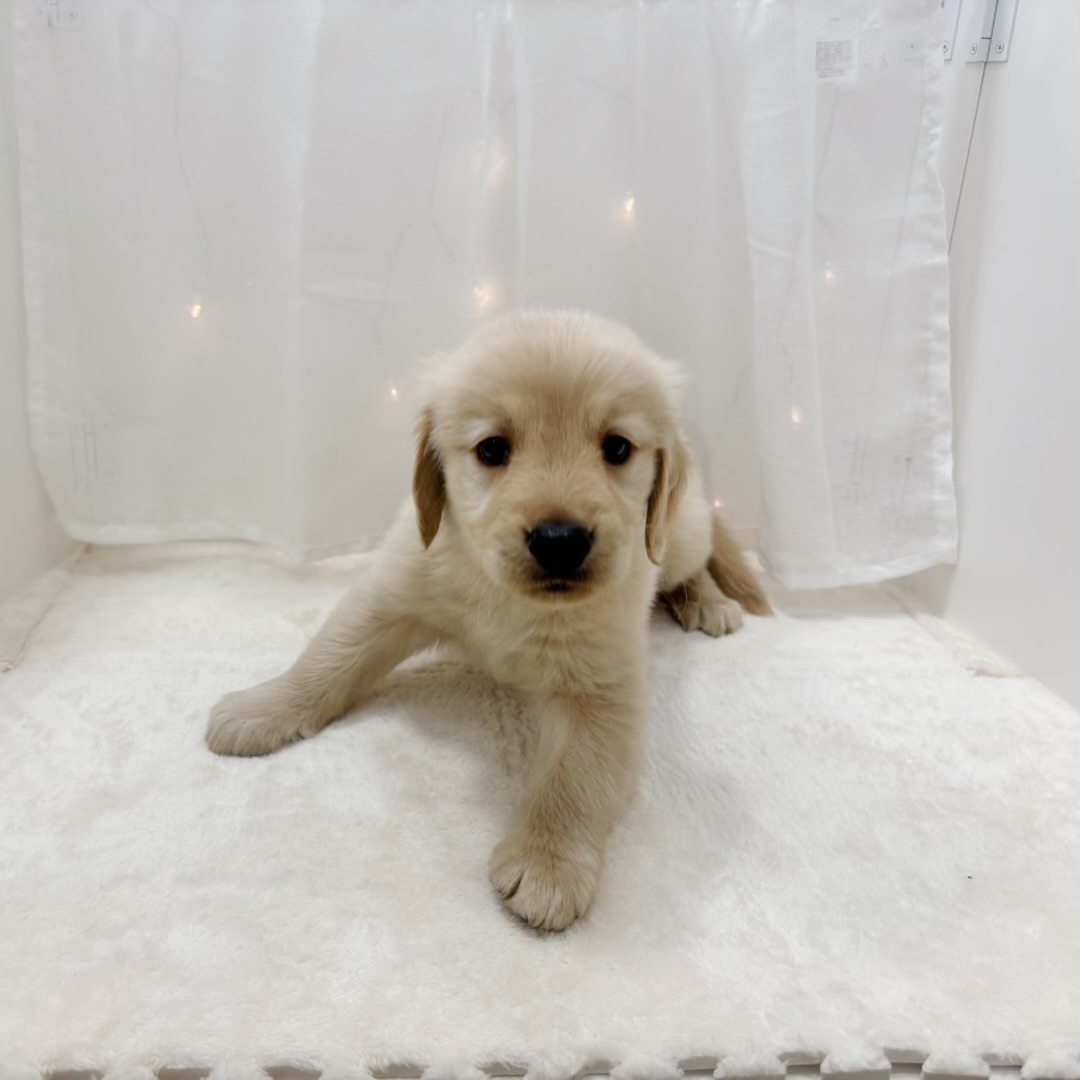 千葉県のゴールデンレトリバー (犬の家＆猫の里BIGHOPガーデンモール印西店/2025年8月1日生まれ/女の子/ゴールデン)の子犬の1枚目の画像