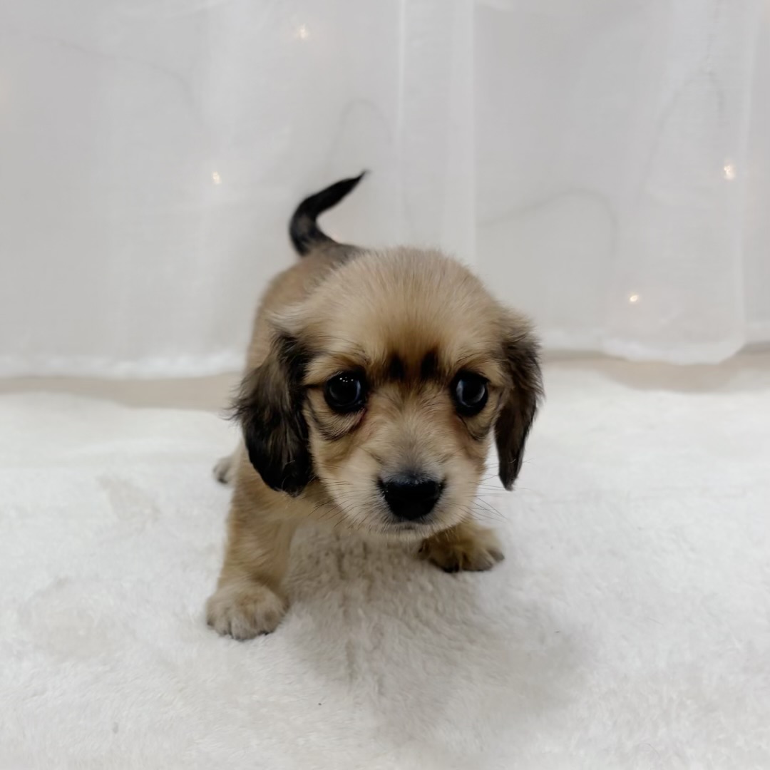 千葉県のミニチュアダックスフンド(ロング) (犬の家＆猫の里BIGHOPガーデンモール印西店/2025年8月2日生まれ/男の子/レッド)の子犬の3枚目の画像