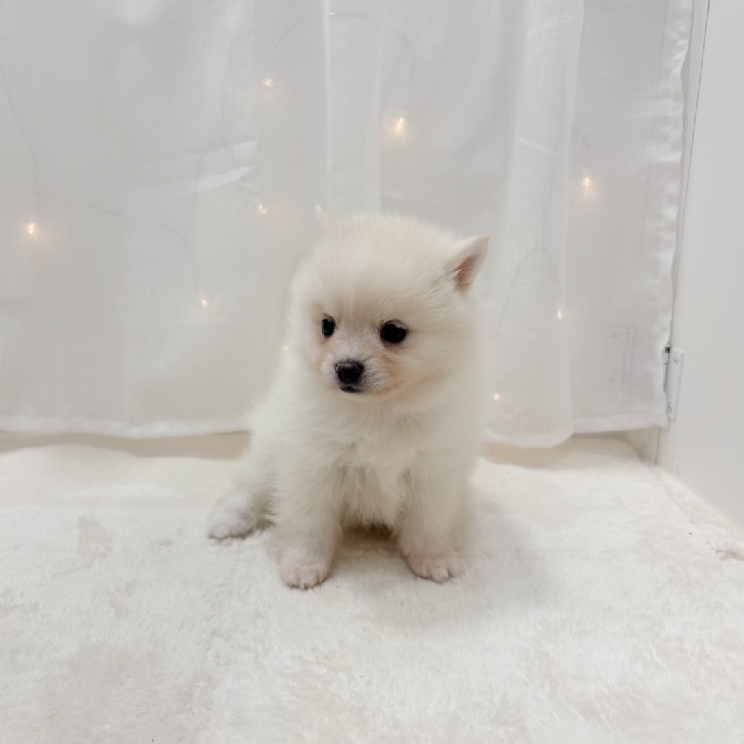 千葉県のポメ柴/豆ポメ/ポメ豆柴(ポメラニアン×柴犬) (犬の家＆猫の里BIGHOPガーデンモール印西店/2025年8月3日生まれ/女の子/白)の子犬の3枚目の画像