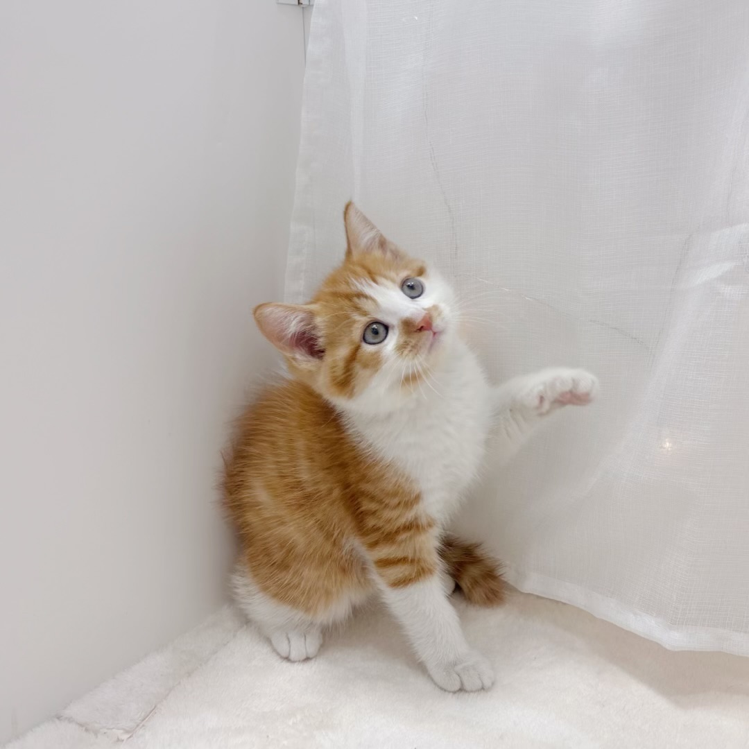 千葉県のマンチカン (犬の家＆猫の里BIGHOPガーデンモール印西店/2025年8月2日生まれ/男の子/レッドタビーホワイト)の子猫の3枚目の画像