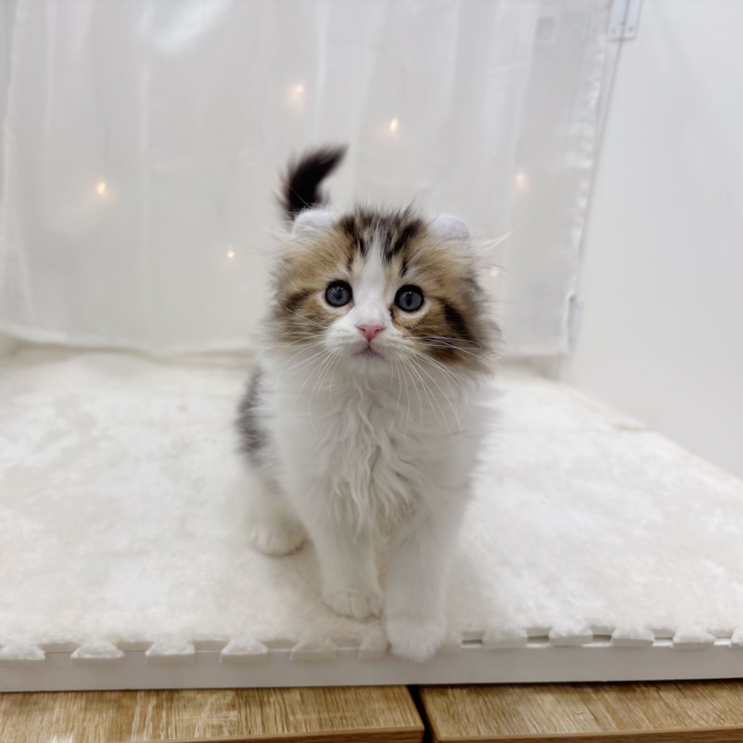 千葉県のアメリカンカール (犬の家＆猫の里BIGHOPガーデンモール印西店/2025年7月30日生まれ/男の子/ブラウンタビーホワイト)の子猫の3枚目の画像
