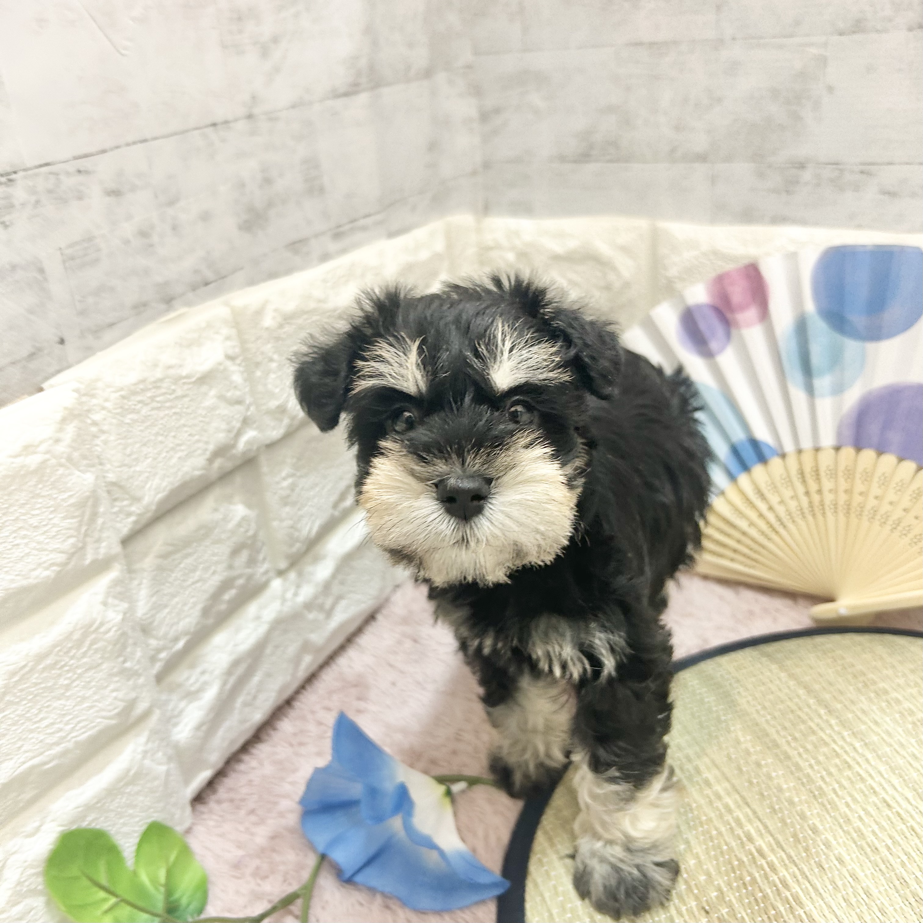 静岡県のミニチュアシュナウザー (犬の家＆猫の里プレ葉ウォーク浜北店/2026年5月19日生まれ/男の子/ブラックシルバー)の子犬の3枚目の画像