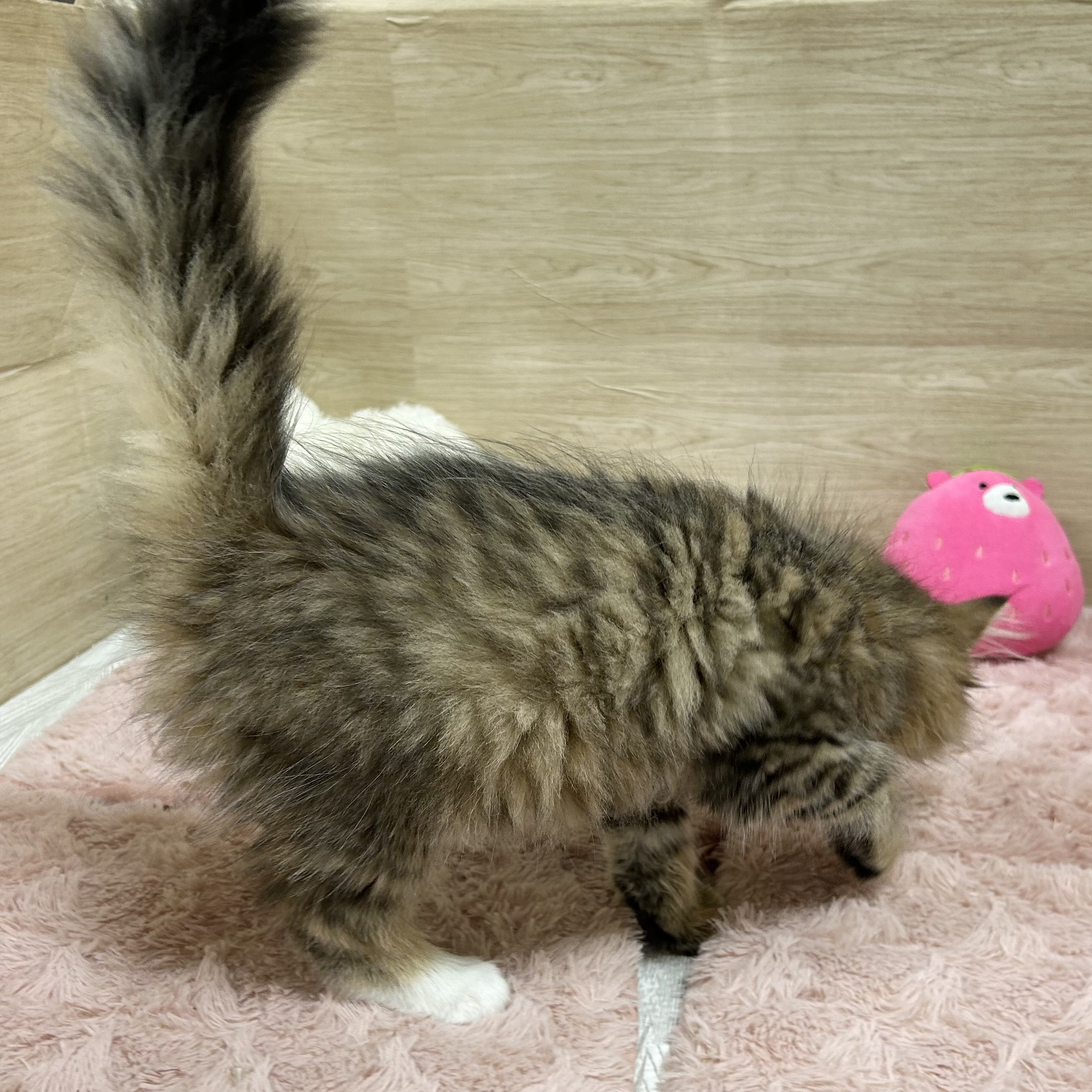 大阪府のサイベリアン (犬の家＆猫の里そよら東岸和田店/2025年6月29日生まれ/女の子/ブラウンマッカレルタビーホワイト)の子猫の3枚目の画像