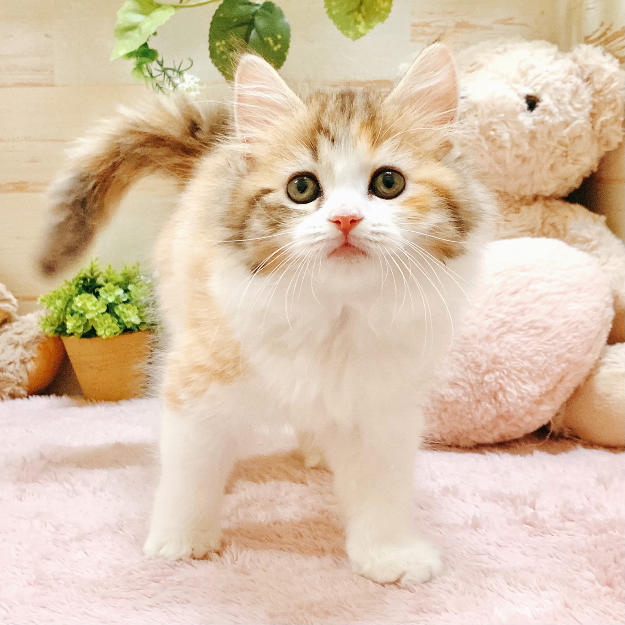 兵庫県のスコティッシュストレート (犬の家＆猫の里神戸店/2026年2月6日生まれ/女の子/トービーホワイト)の子猫の3枚目の画像