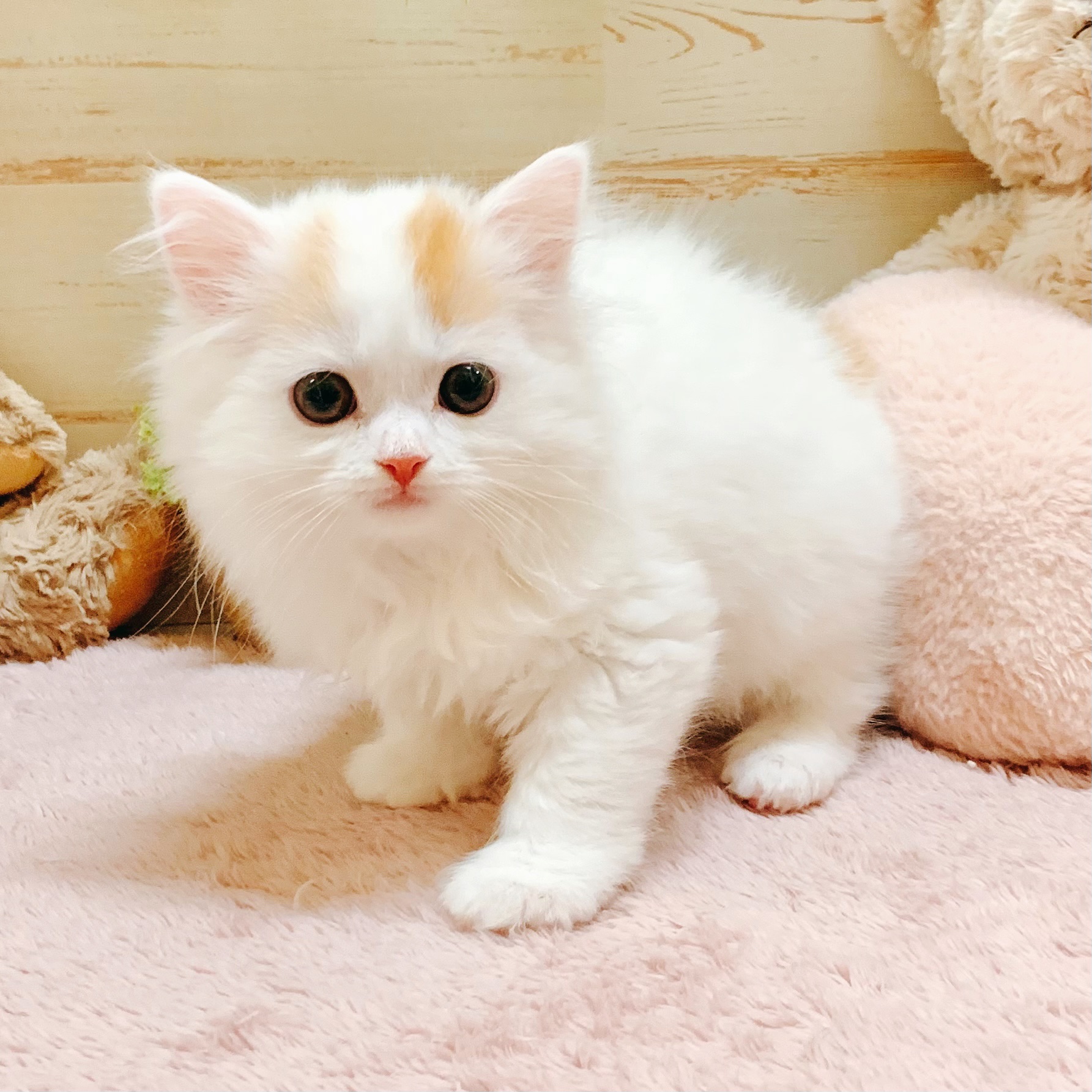 兵庫県のスコティッシュストレート (犬の家＆猫の里神戸店/2026年2月6日生まれ/女の子/ブラウンパッチドタビーホワイト)の子猫の3枚目の画像