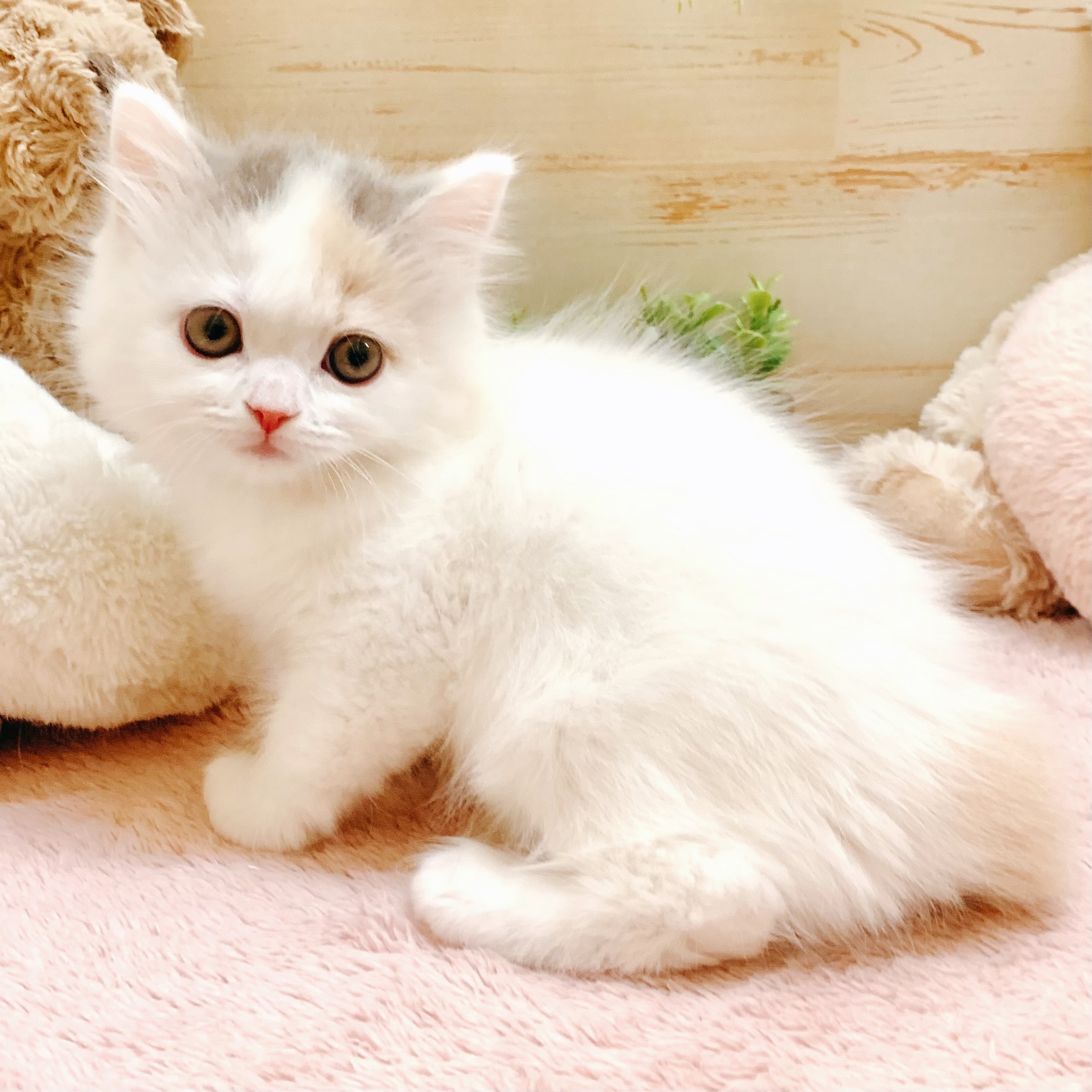 兵庫県のマンチカン (犬の家＆猫の里神戸店/2026年2月6日生まれ/女の子/ダイリュートキャリコ)の子猫の3枚目の画像